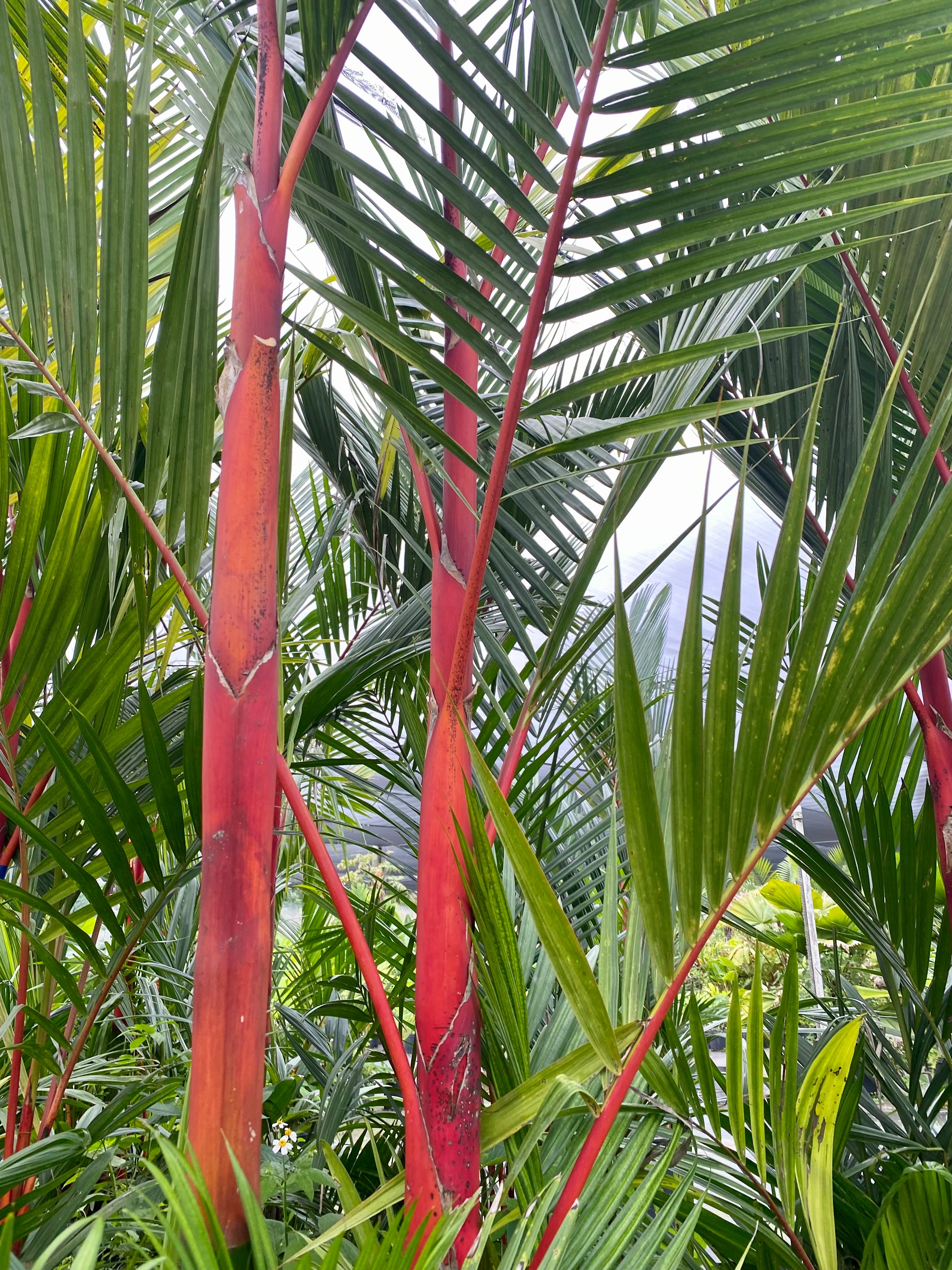 Indoor & Outdoor Palms & Trees - Subtropical Landscape Plants