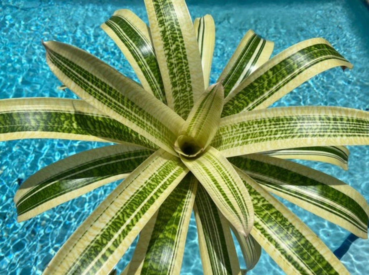 Bromeliads & Air Plants - Tillandsia & Exotic Houseplants - Green  Millennium  Green Millennium