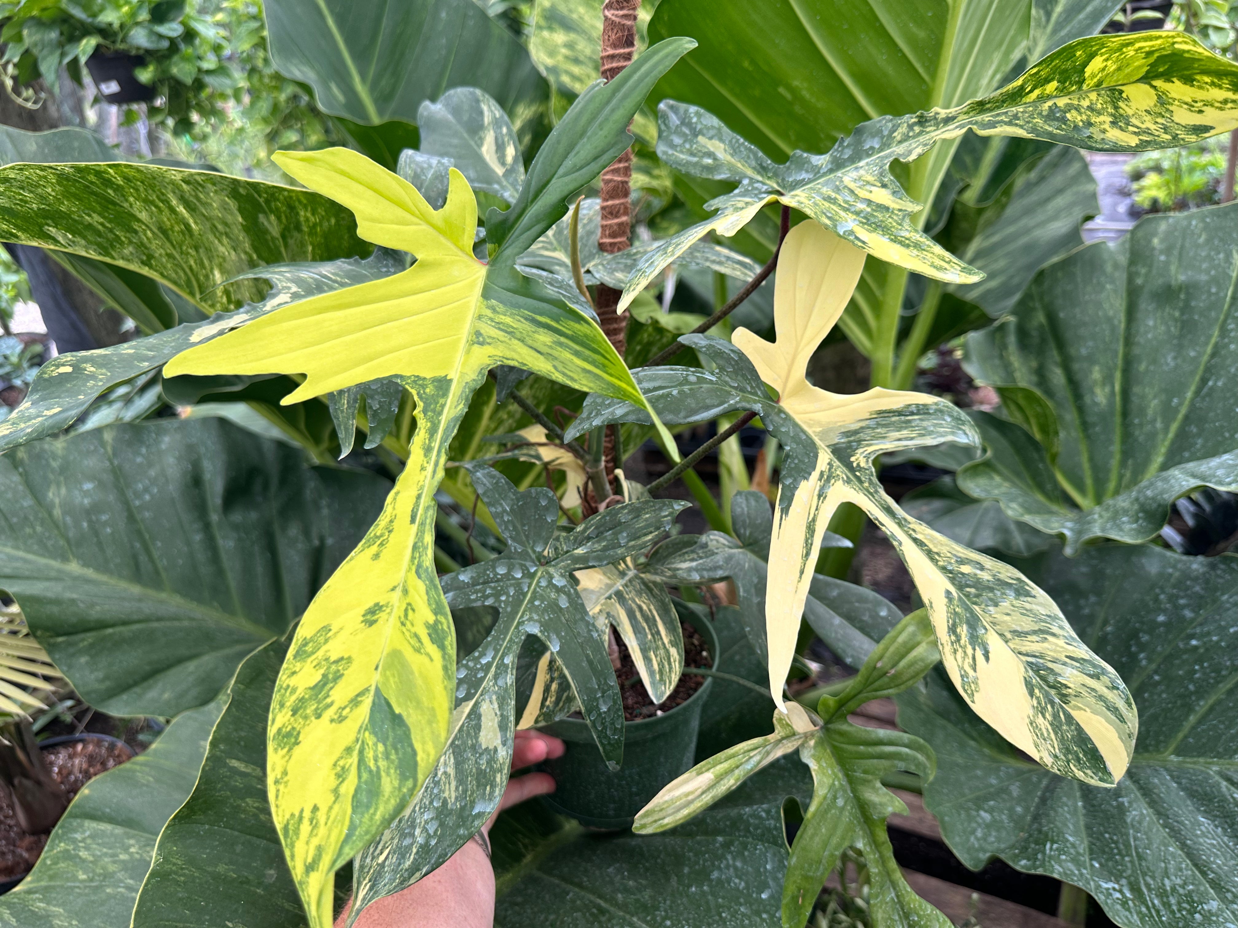 philodendron bipinnatifidum variegated Variegated Philodendron Florida Beauty - 6" Pot