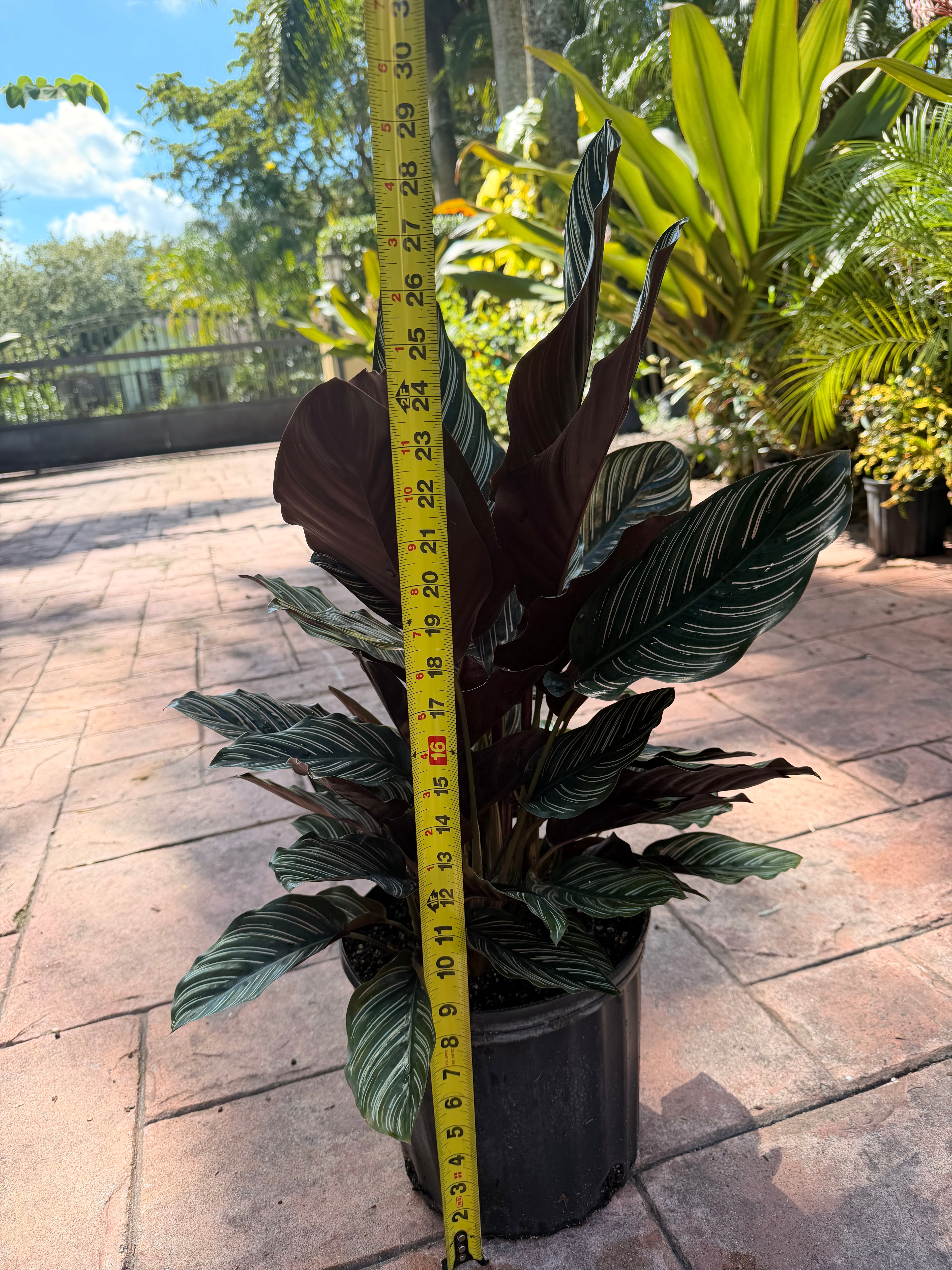 Calathea Ornata, 10” pot