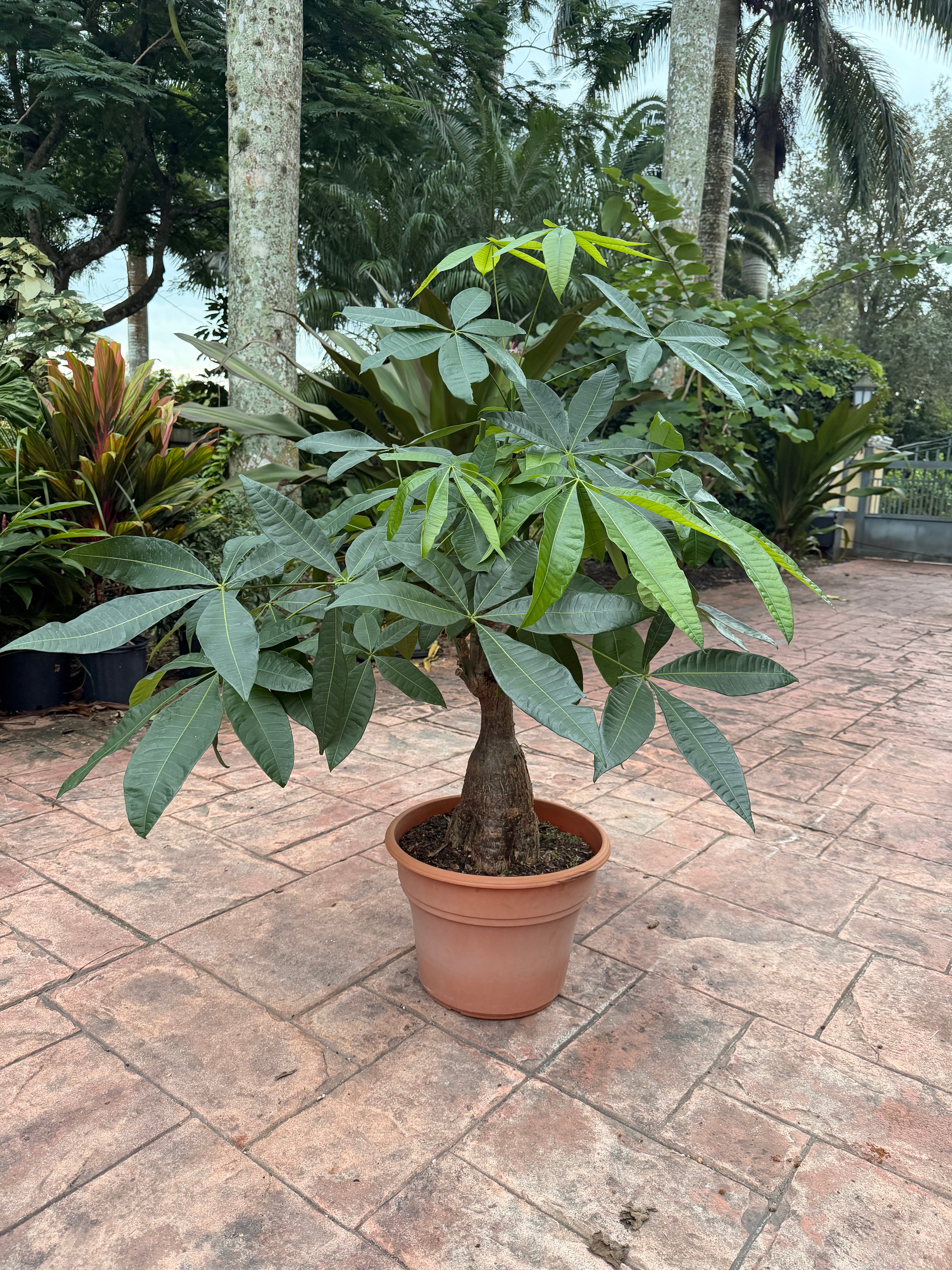 Money tree, thick short trunk, 14” pot