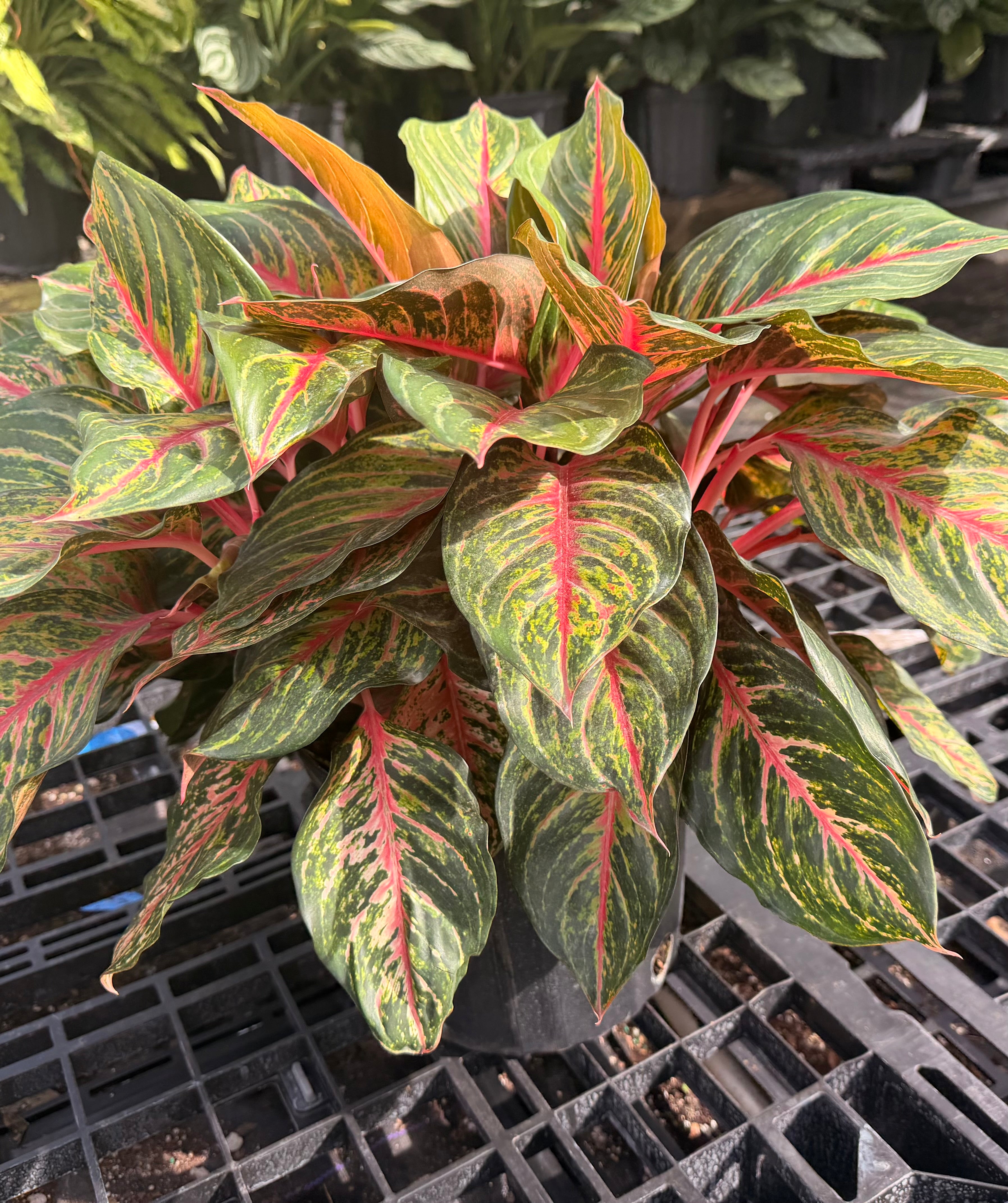 Aglaonema Rubi, 10" pot