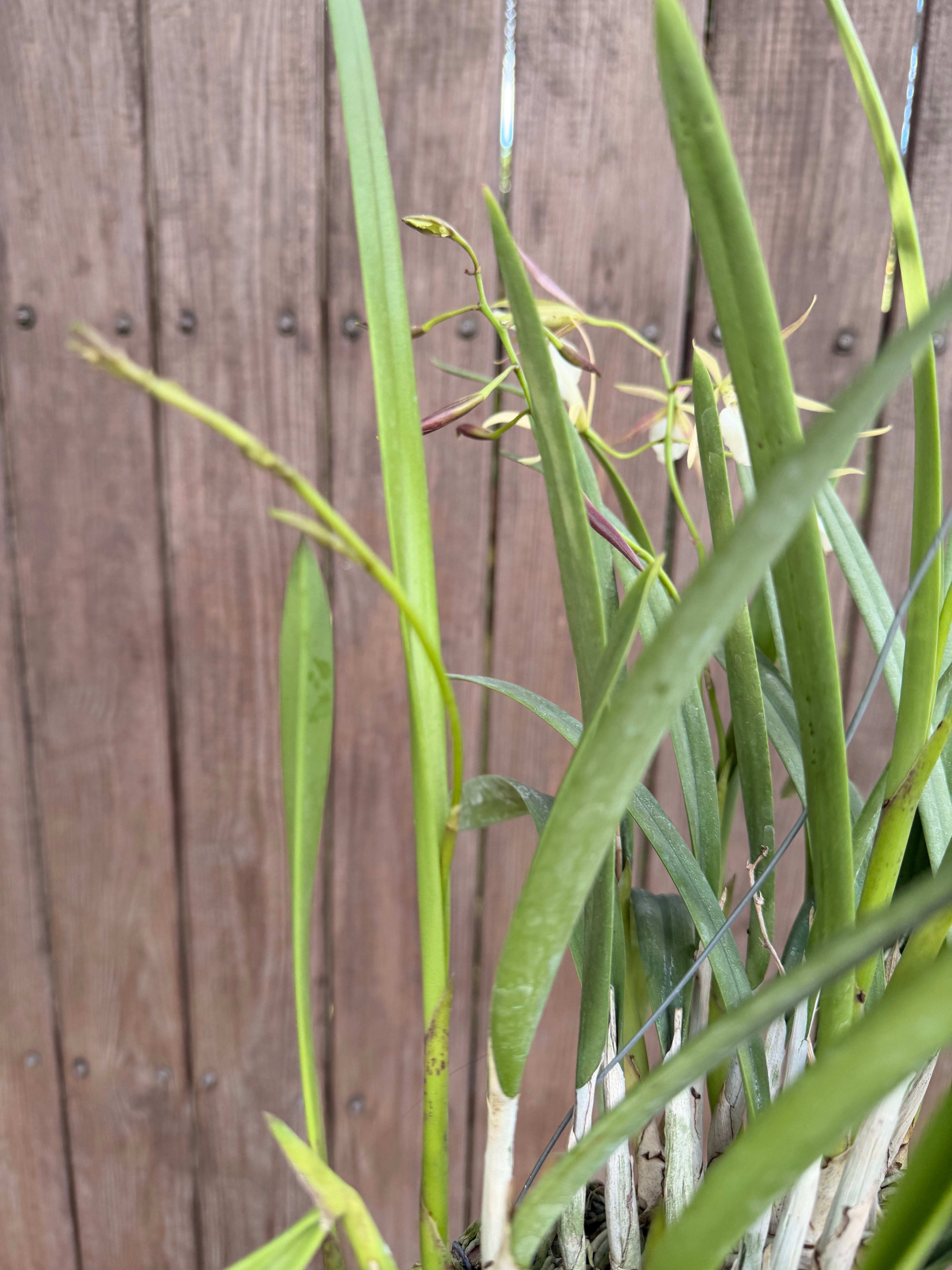 Brassavola nodosa in Thai orchid pot