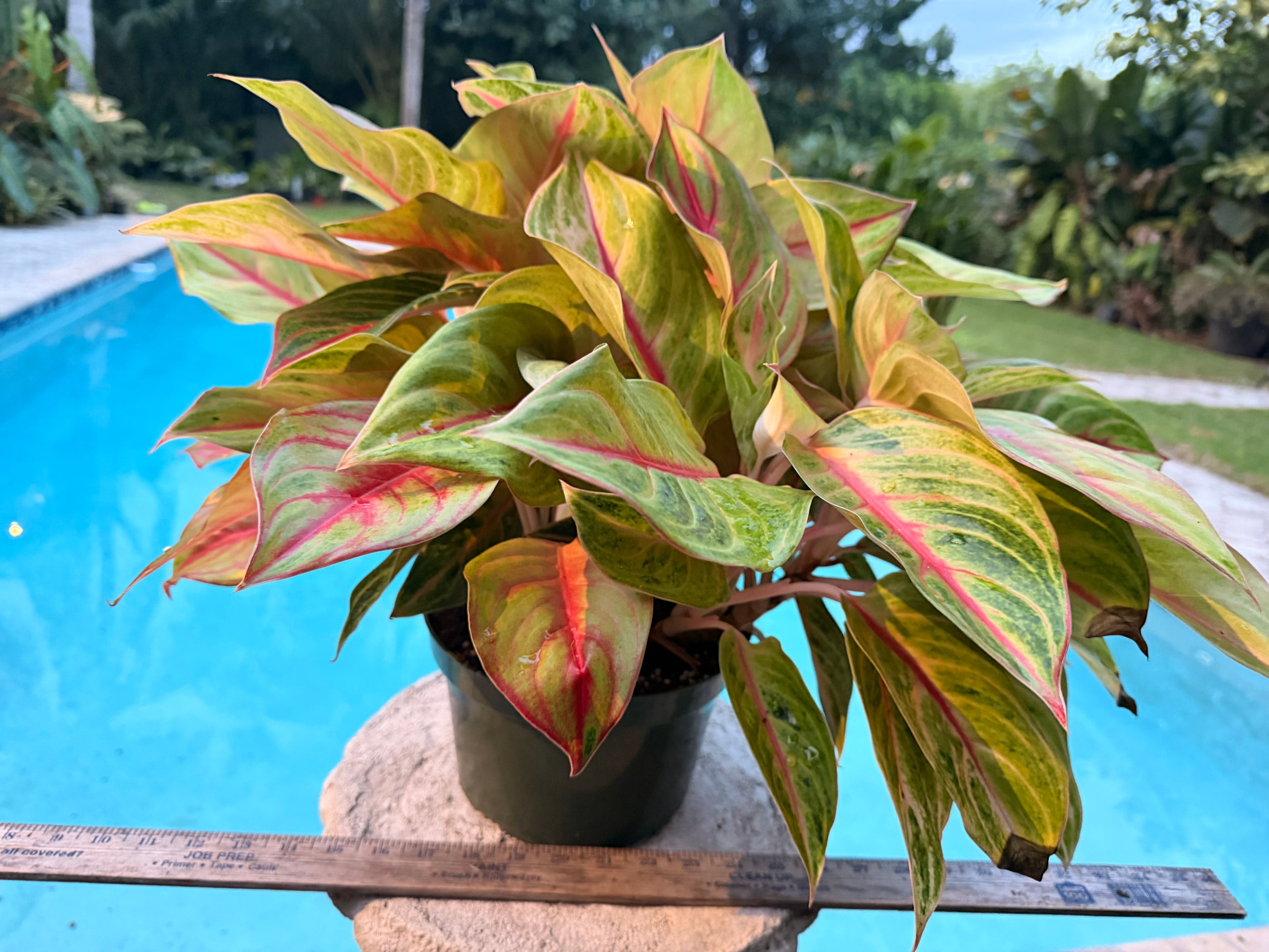 Aglaonema Golden Flourite, 8” pot