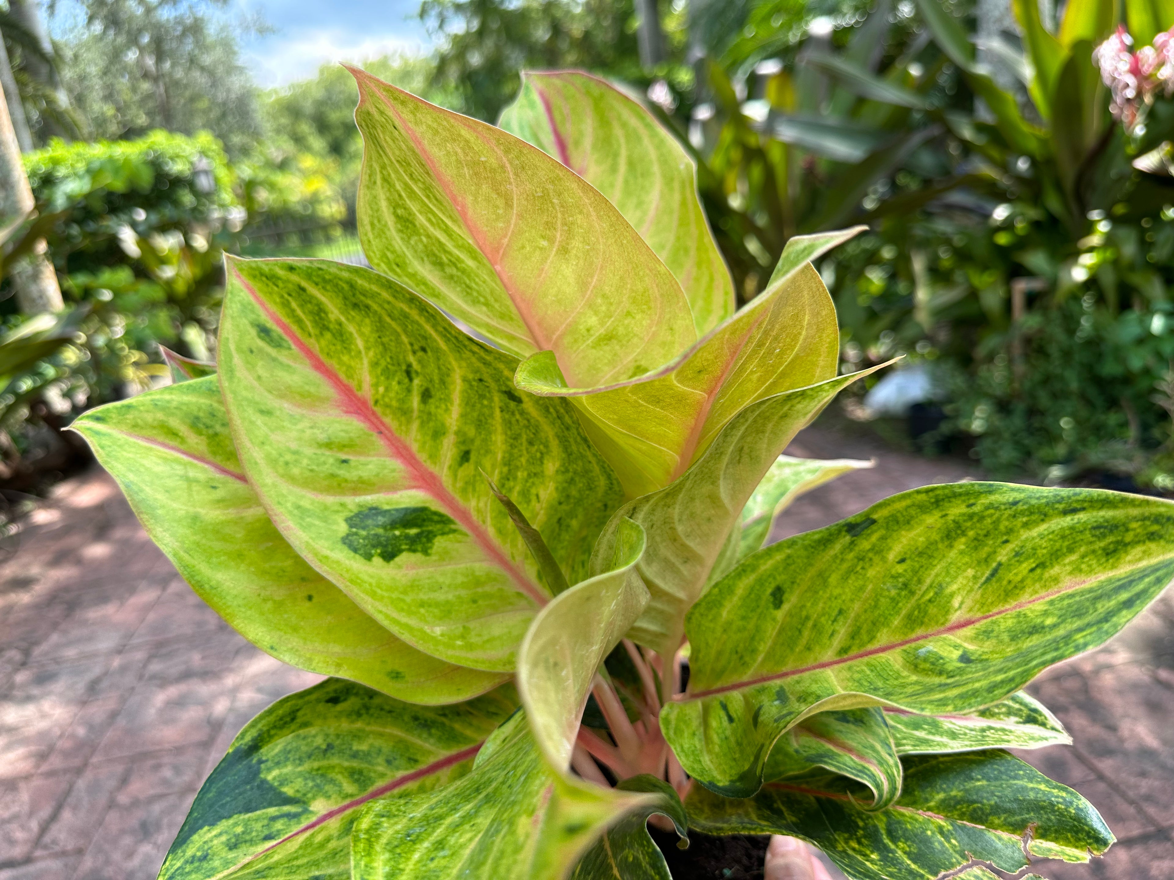 Aglaonema Golden Flourite, 6” pot