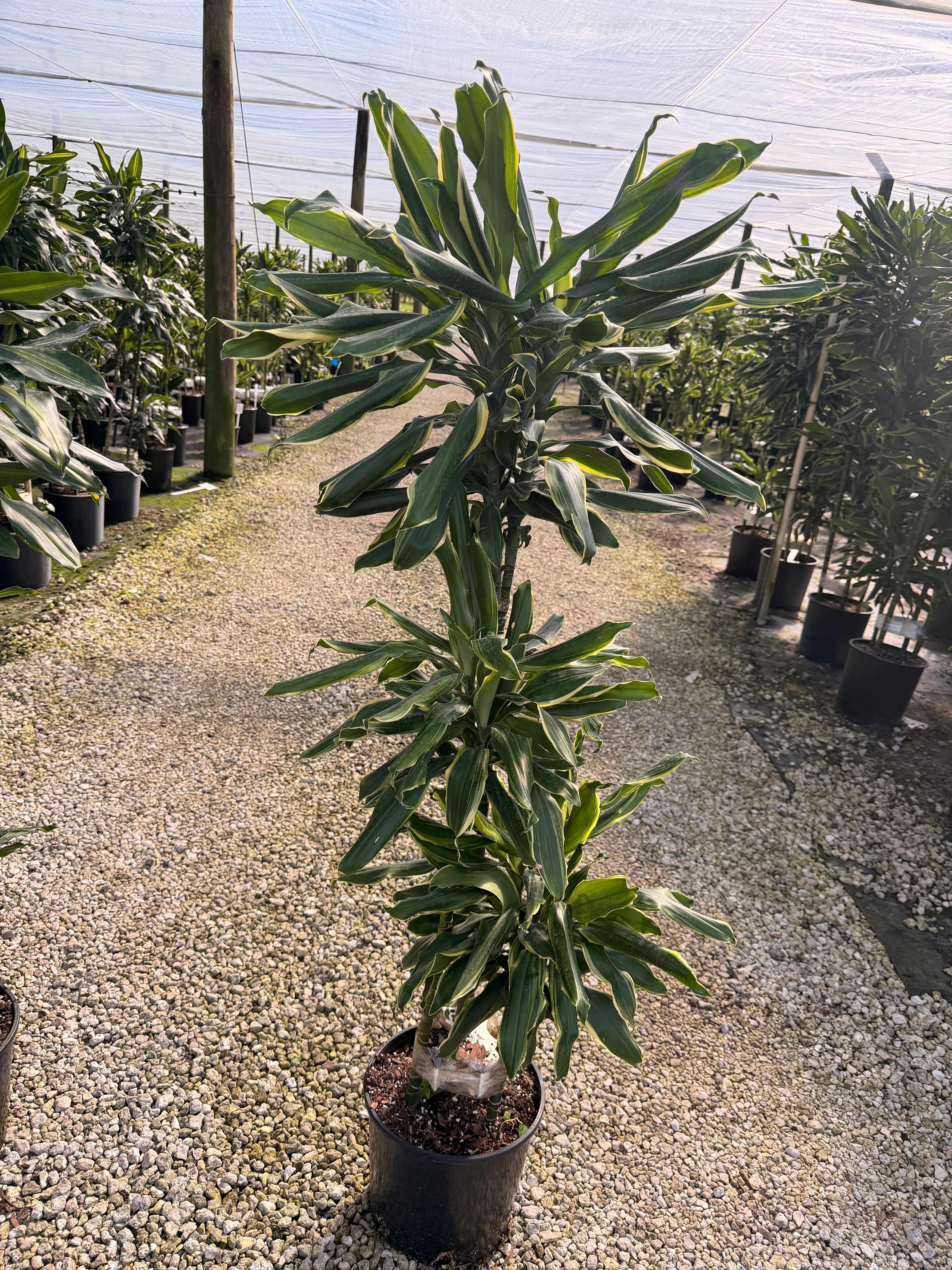 Dracaena Moonlight cane, 10” pot