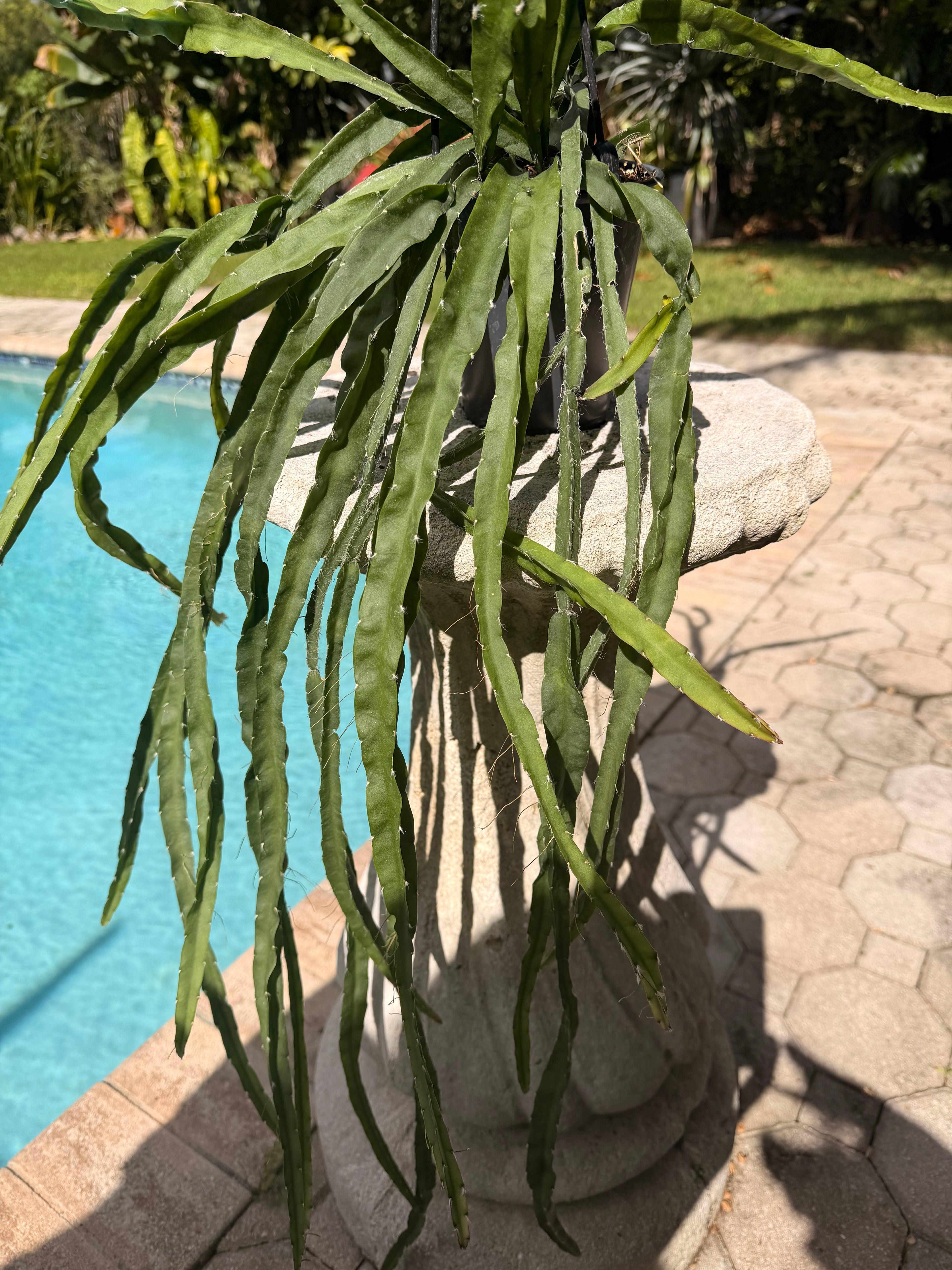 Rhipsalis Cruciformis, 5” pot Large
