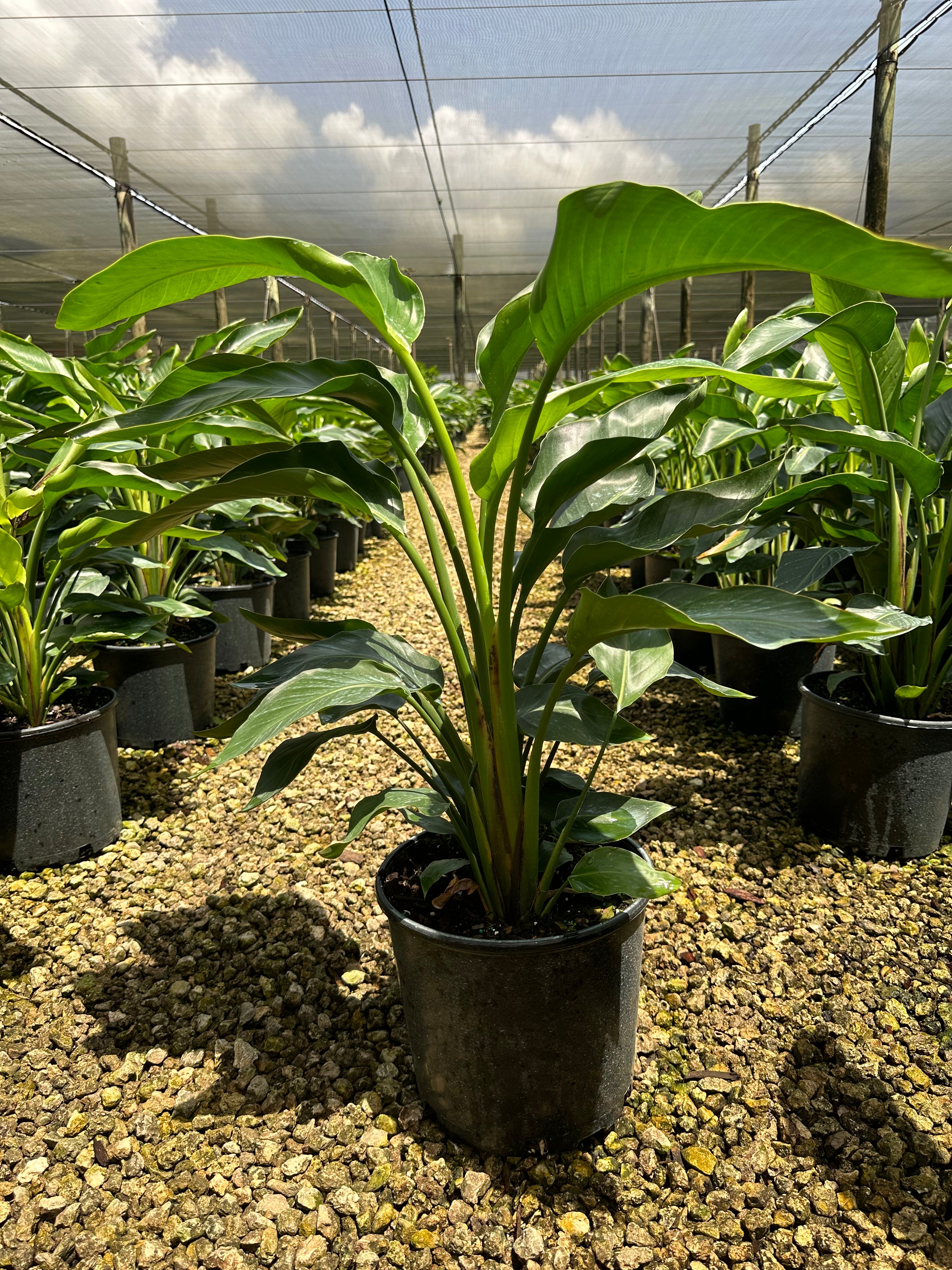 bird of paradise plant pot Bird of Paradise, 10” pot 4 plants per pot – Green Millennium