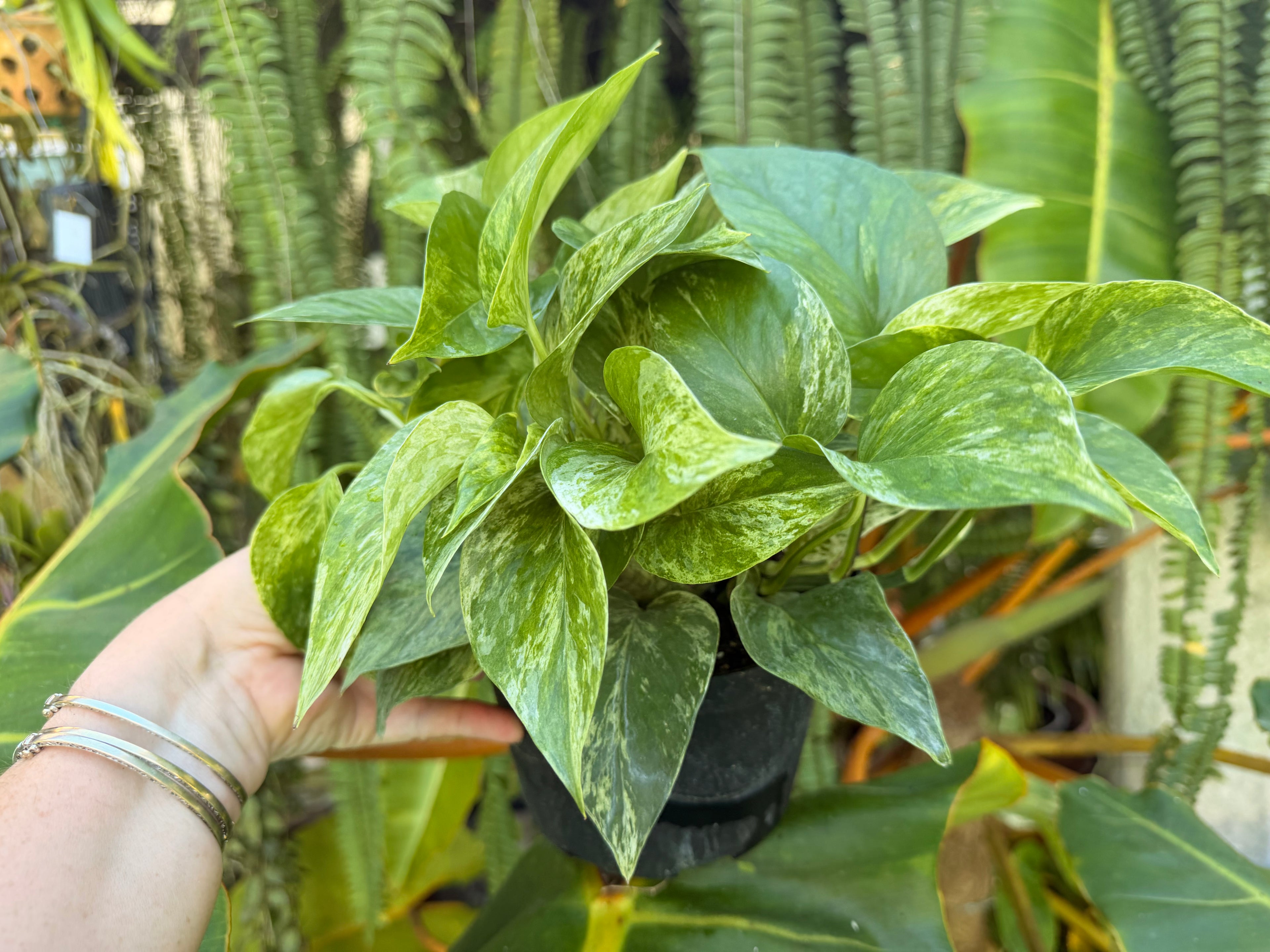 Marble Queen photos, 6” pot