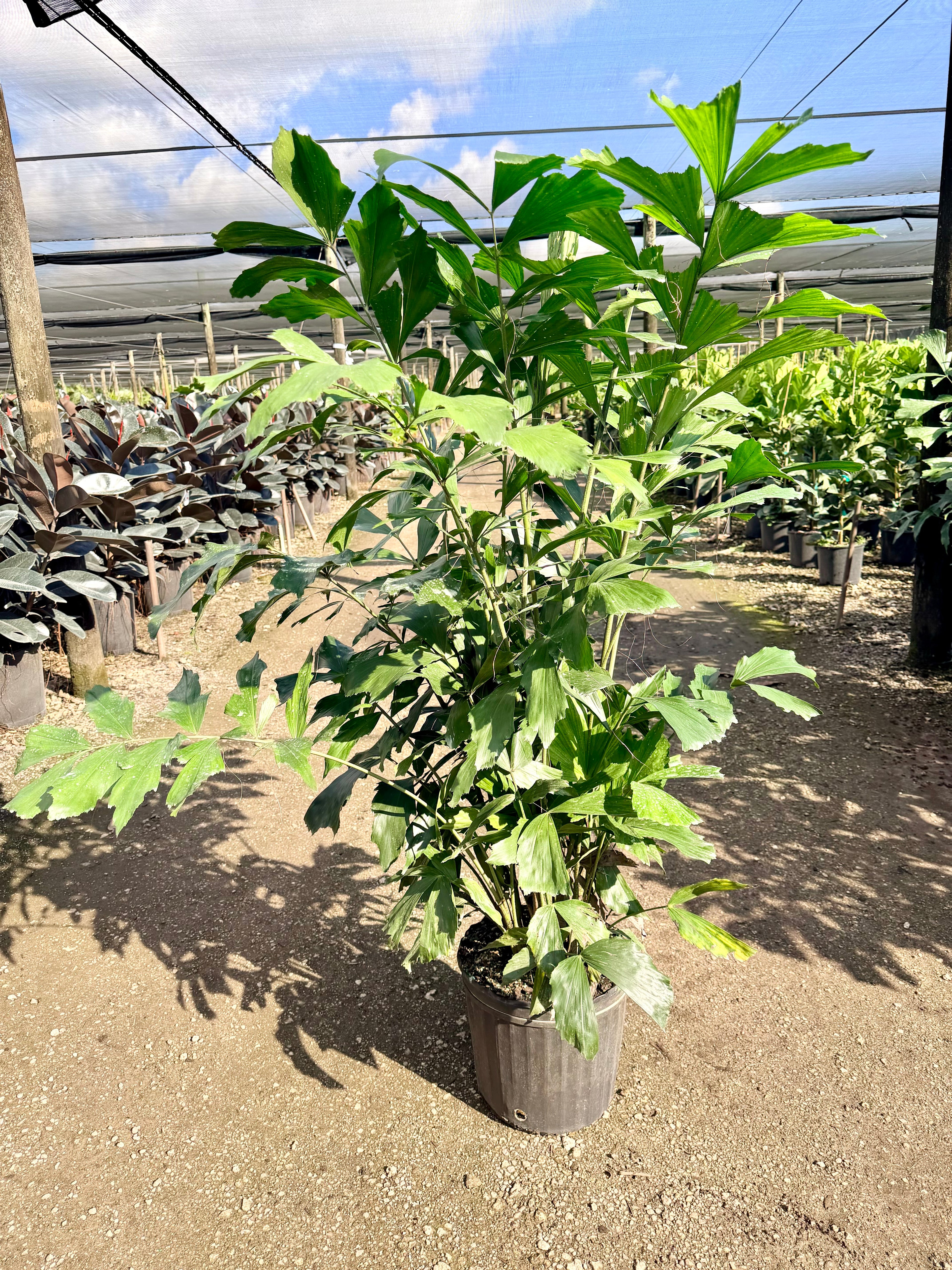Fishtail palm, 10” pot 60” tall Caryota Mitis