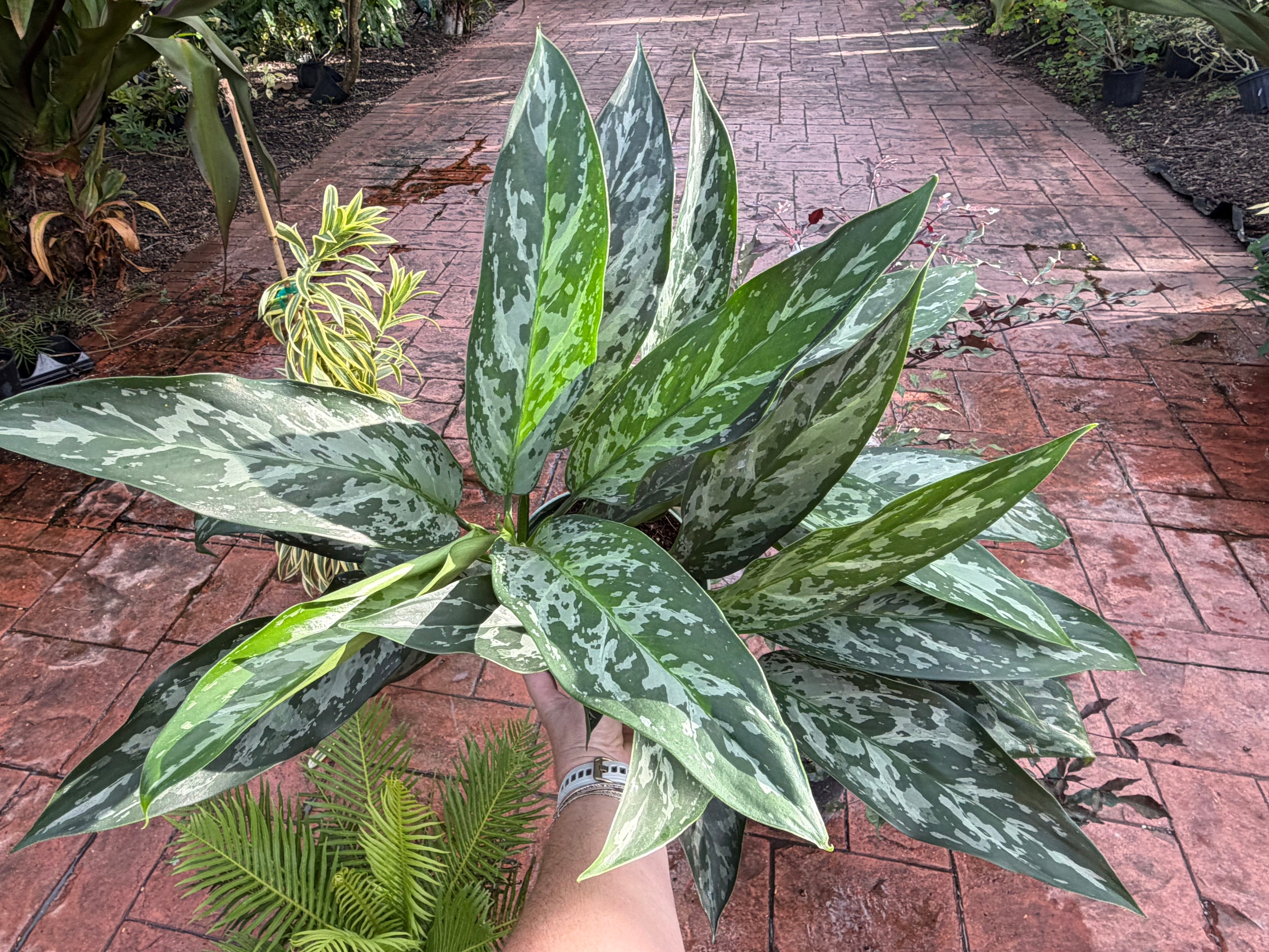Aglaonema Green Lady, 6” pot