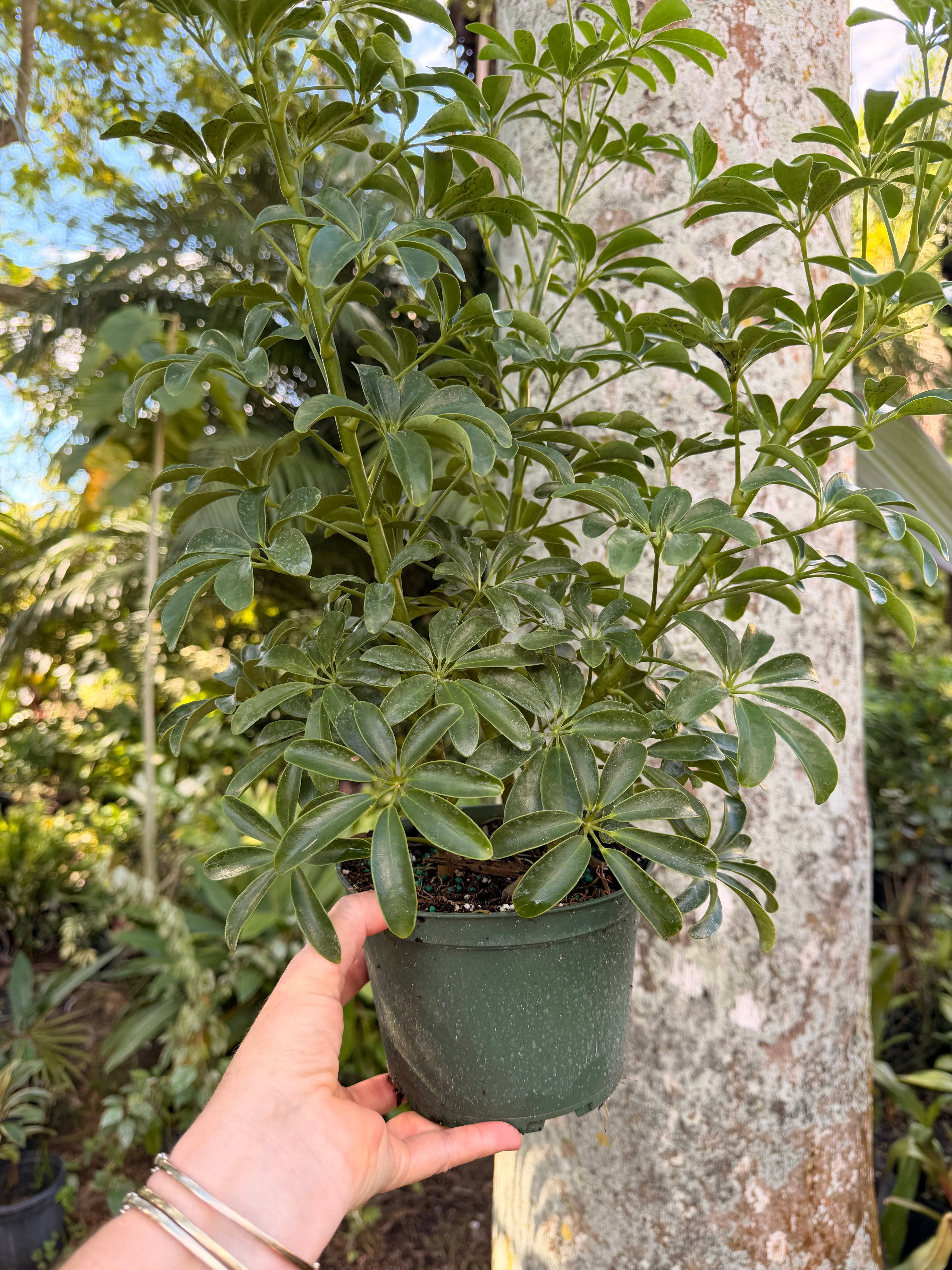 Schlefflera arboricola Dwarf, 6” pot