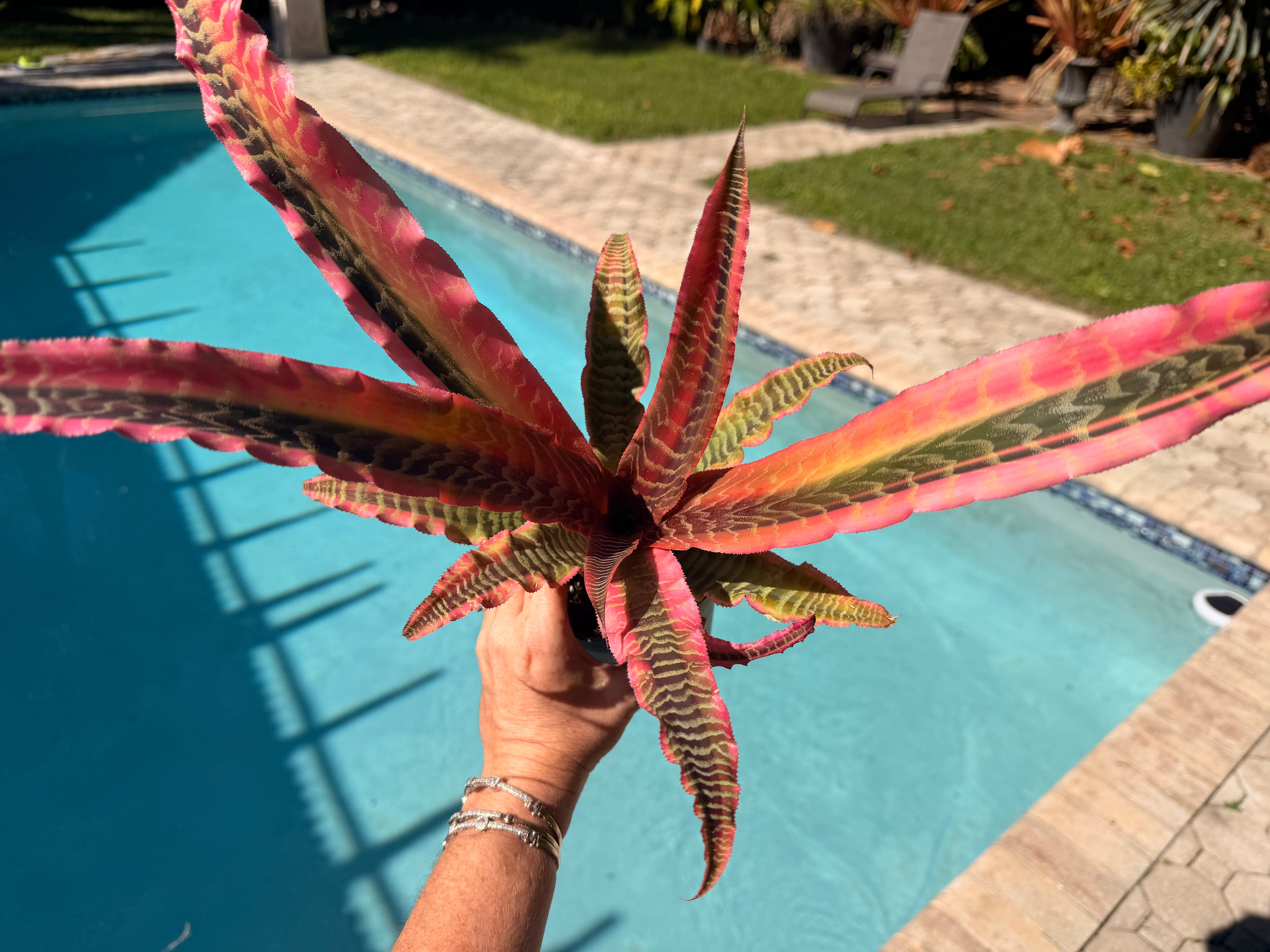 Cryptanthus Elaine, 5” pot