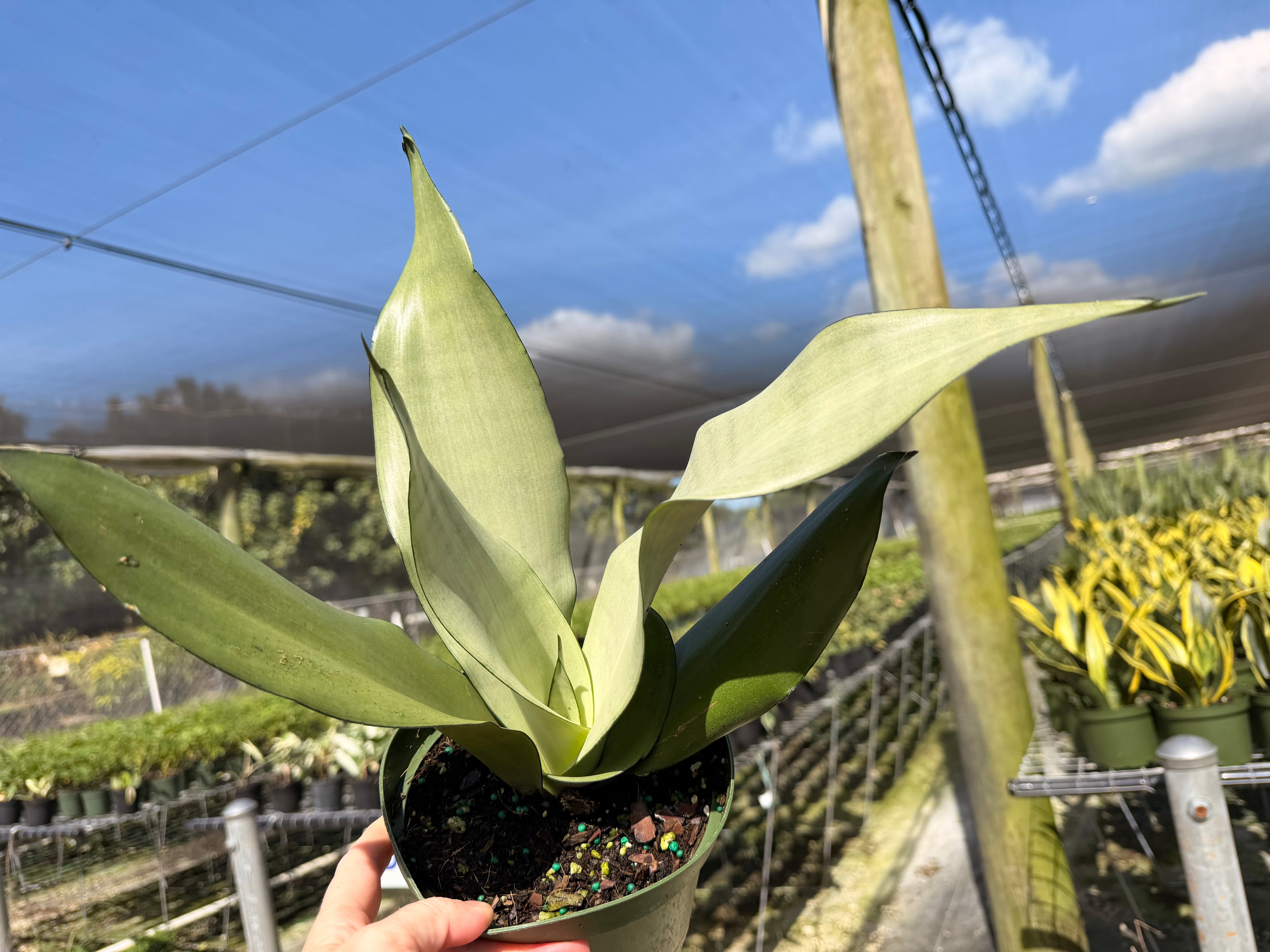 Sansevieria Starter pack A