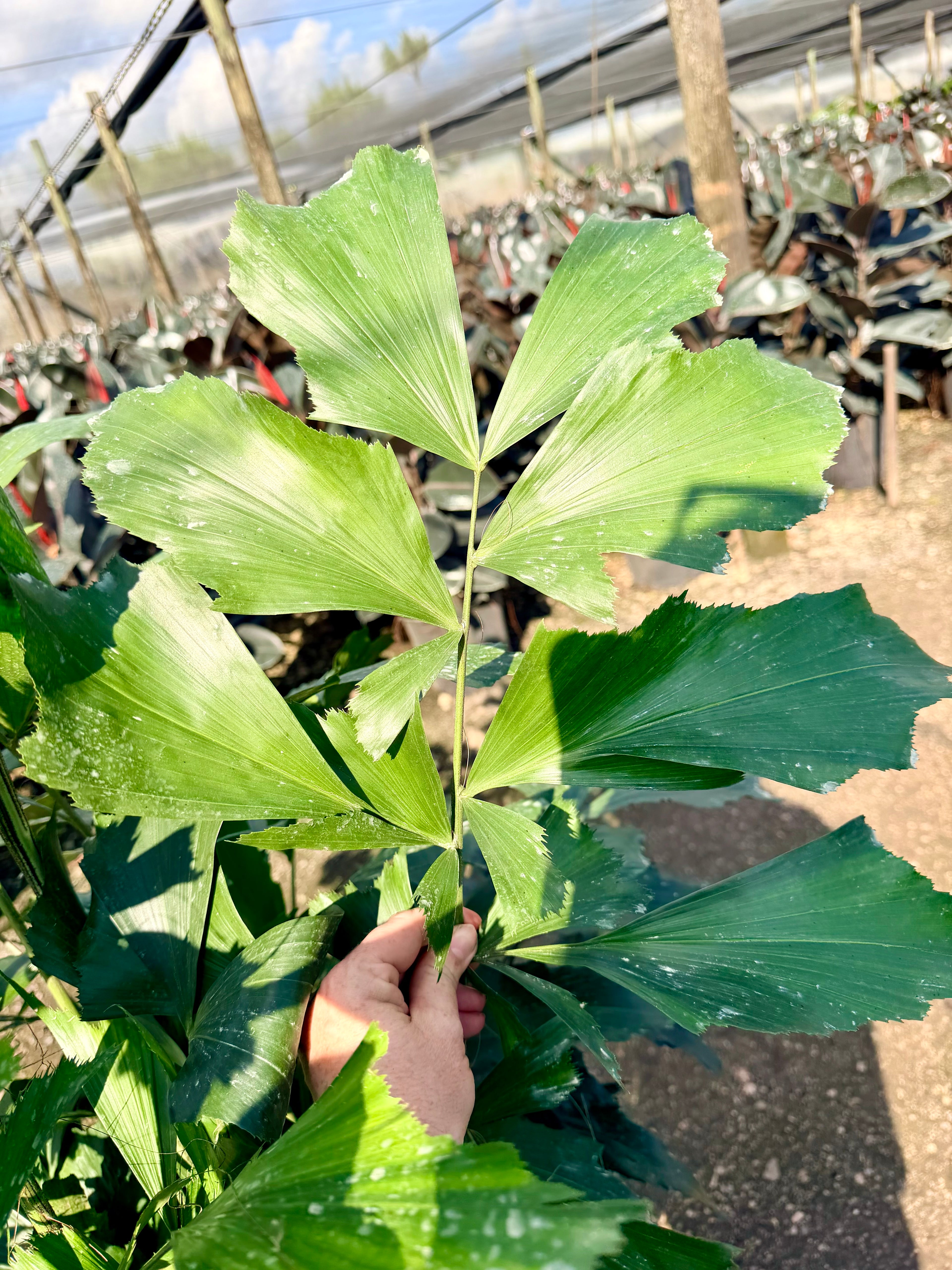 Fishtail palm, 10” pot 60” tall Caryota Mitis