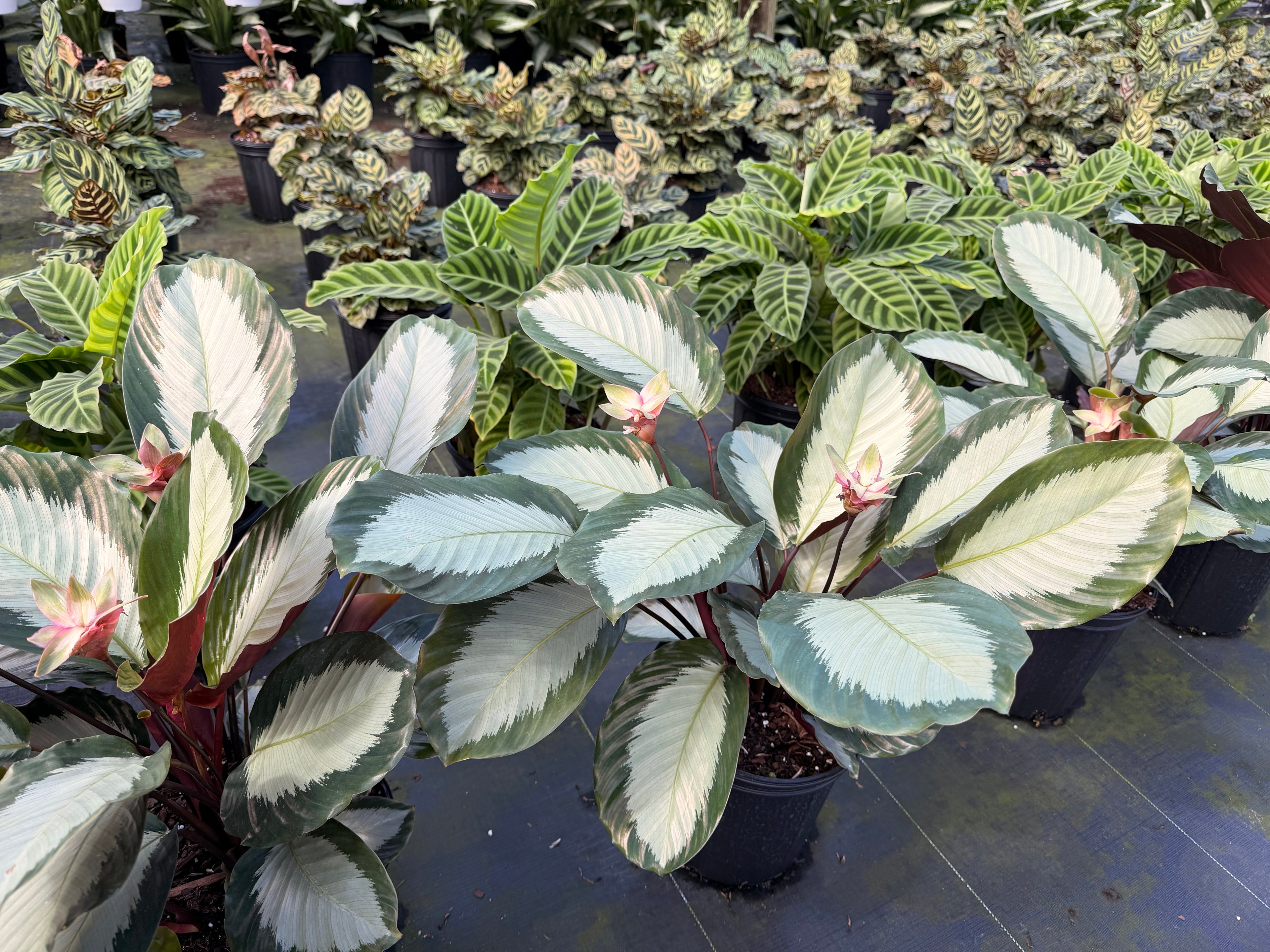 Calathea Royal Standard, 6” pot