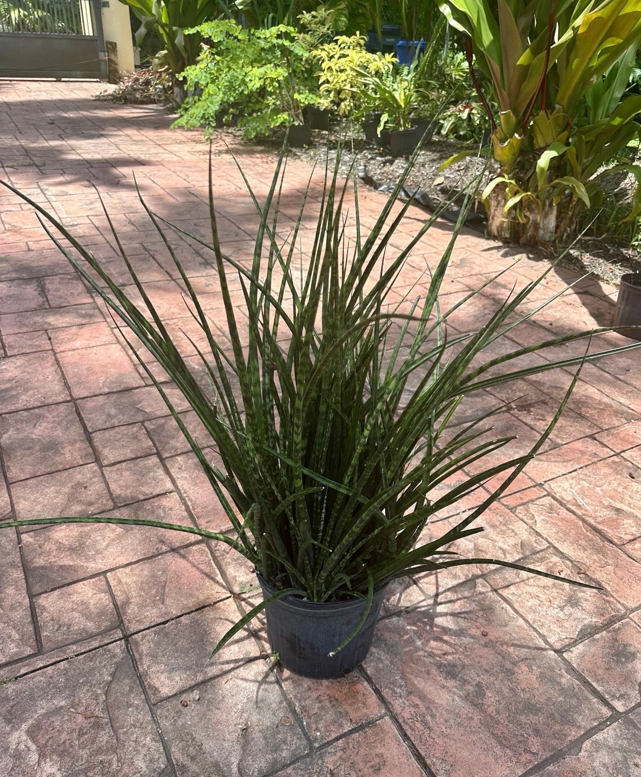 Sansevieria Fernwood, 10” pot Full pot