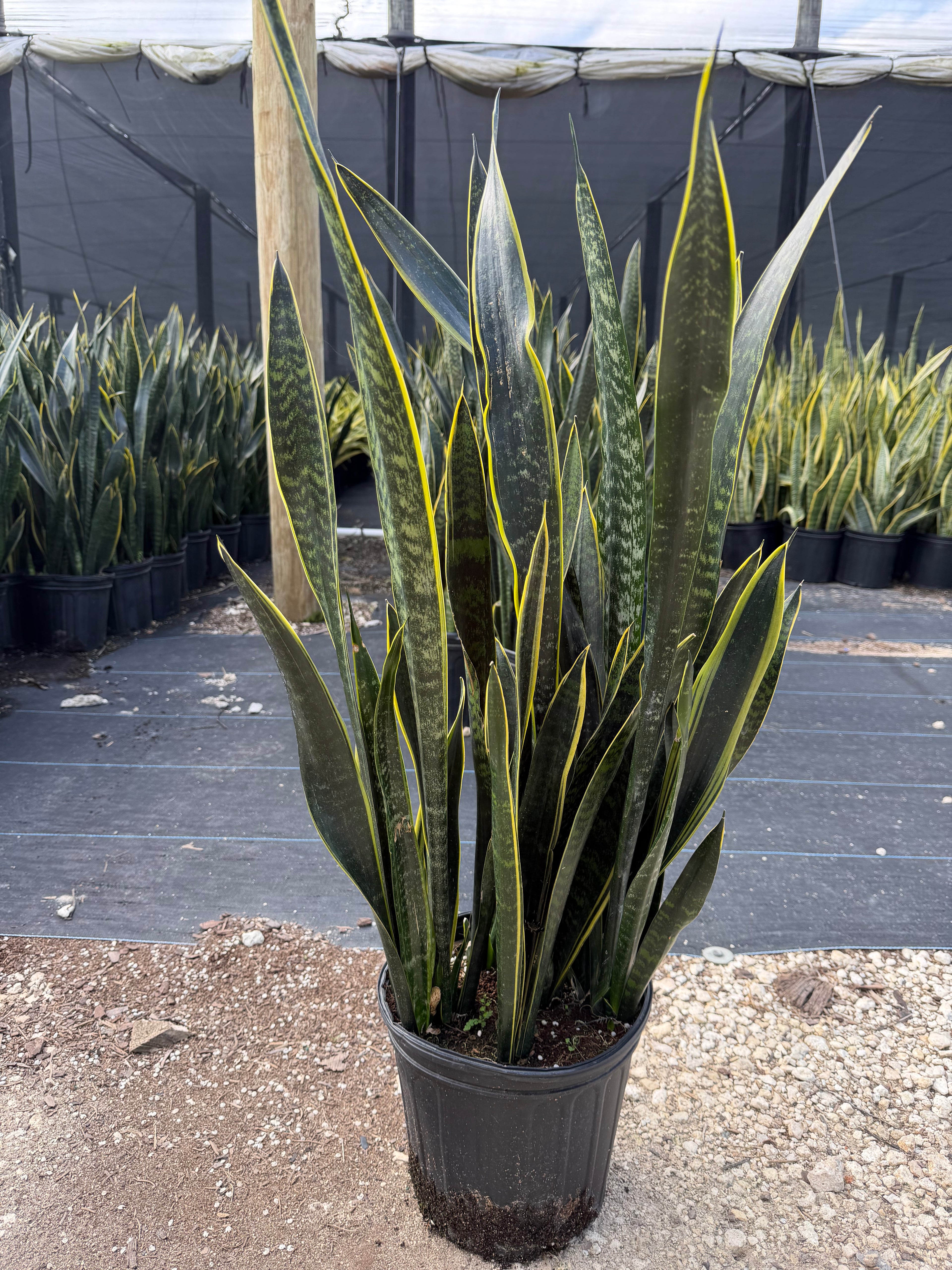 Sansevieria Dakota, 10” pot - ships GROUND