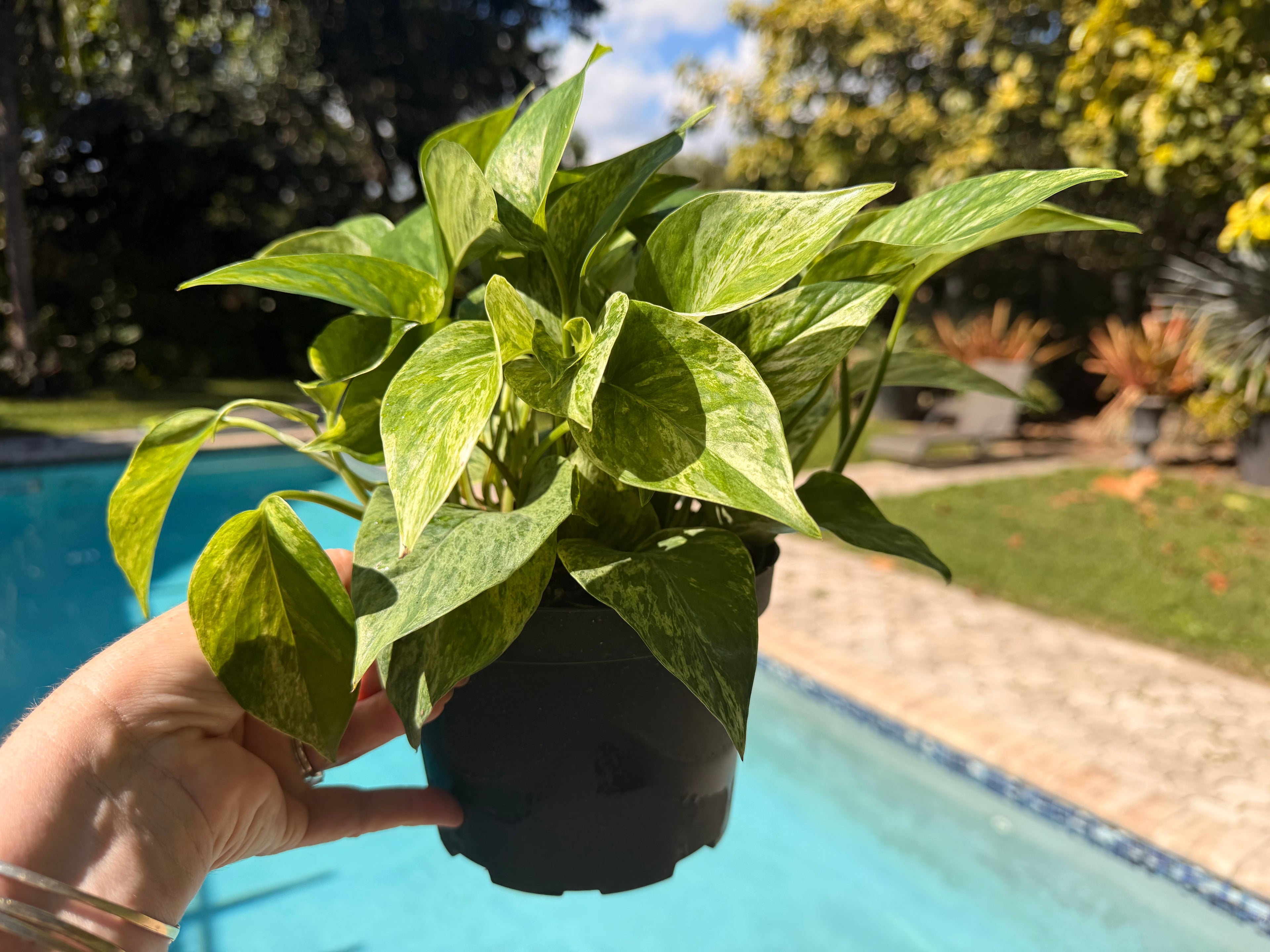 Marble Queen photos, 6” pot