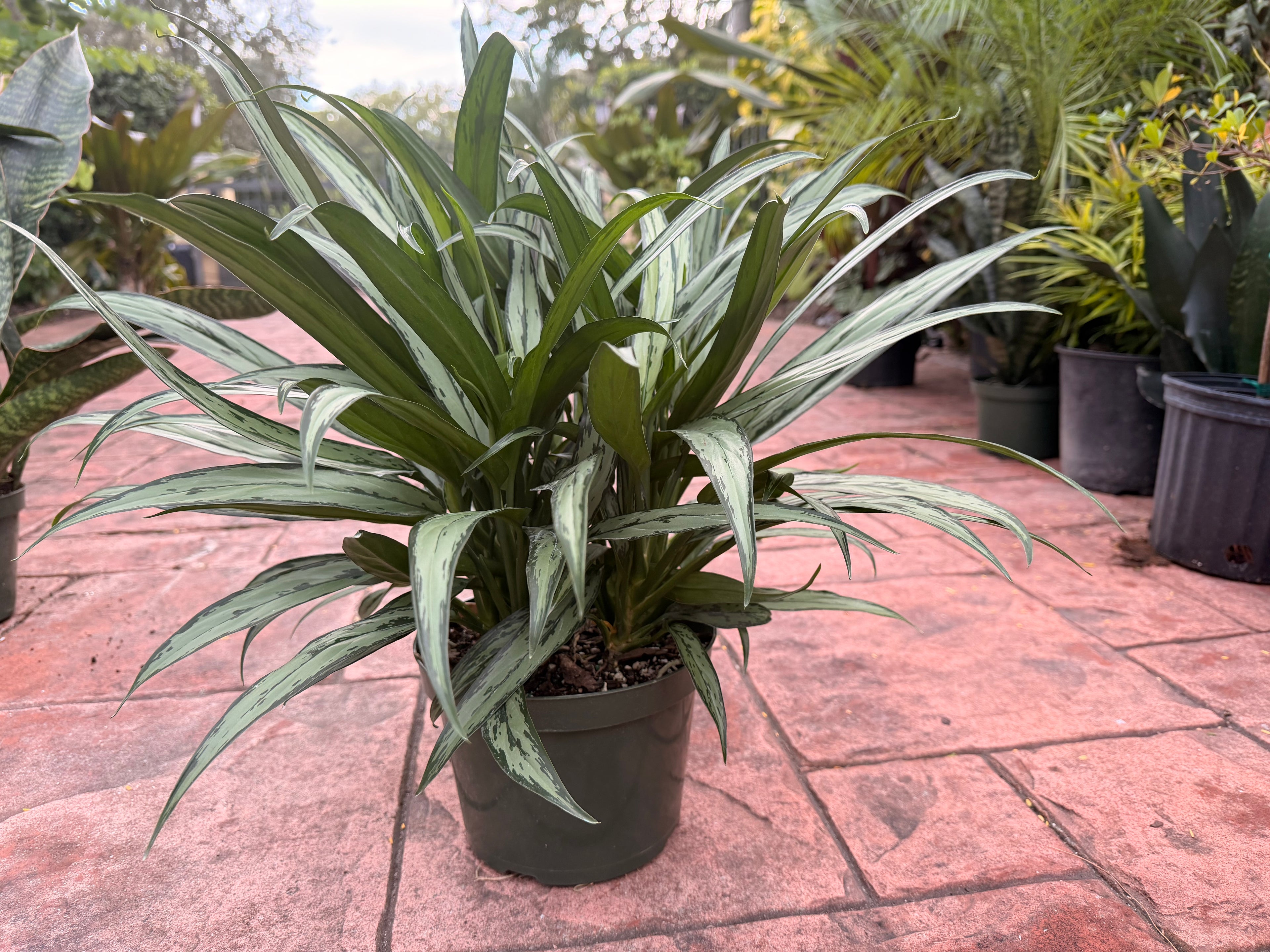Aglaonema Cutlass, 8” pot