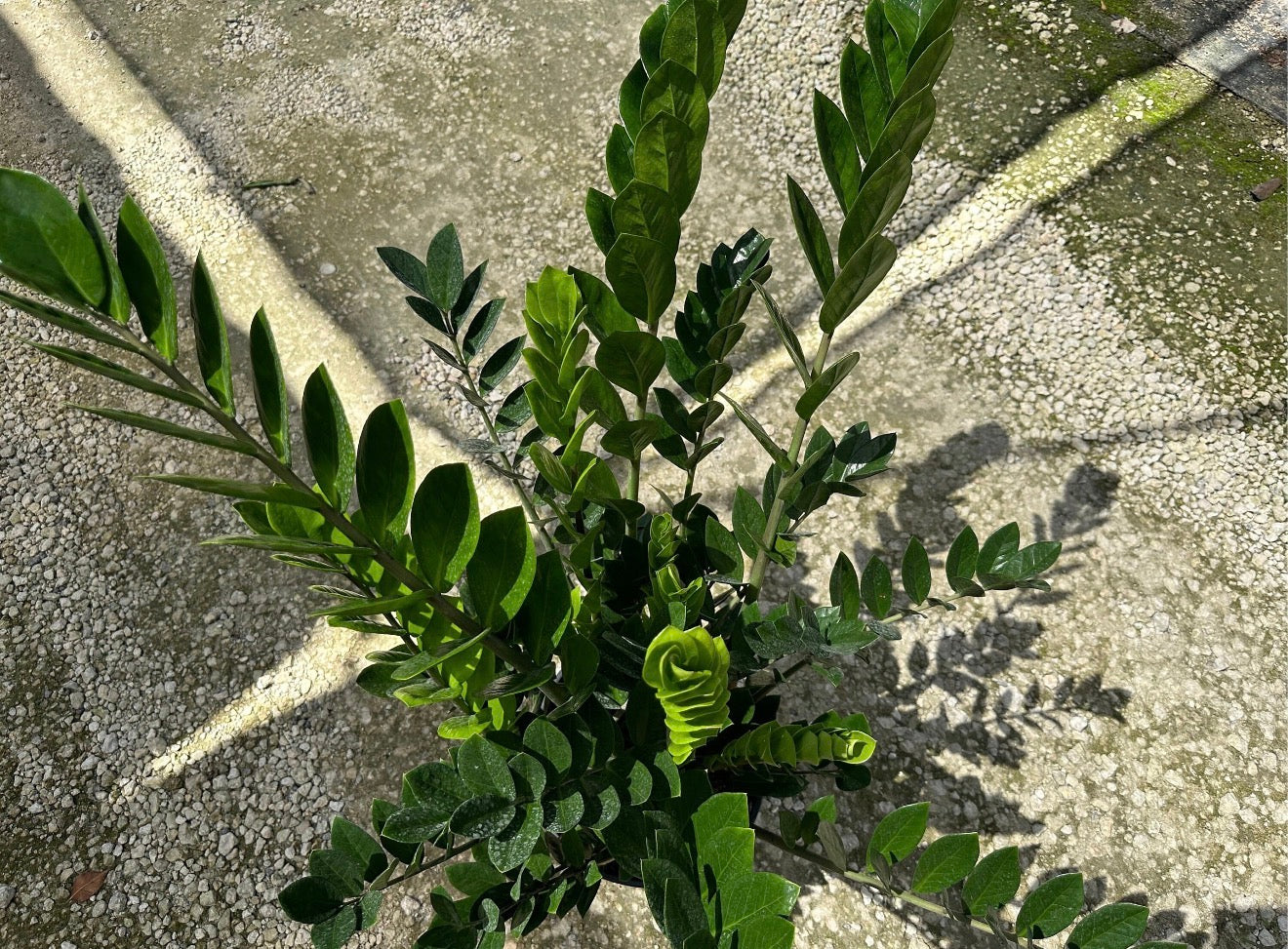 ZZ plant - Zamioculcas zamiifolia, 10” pot