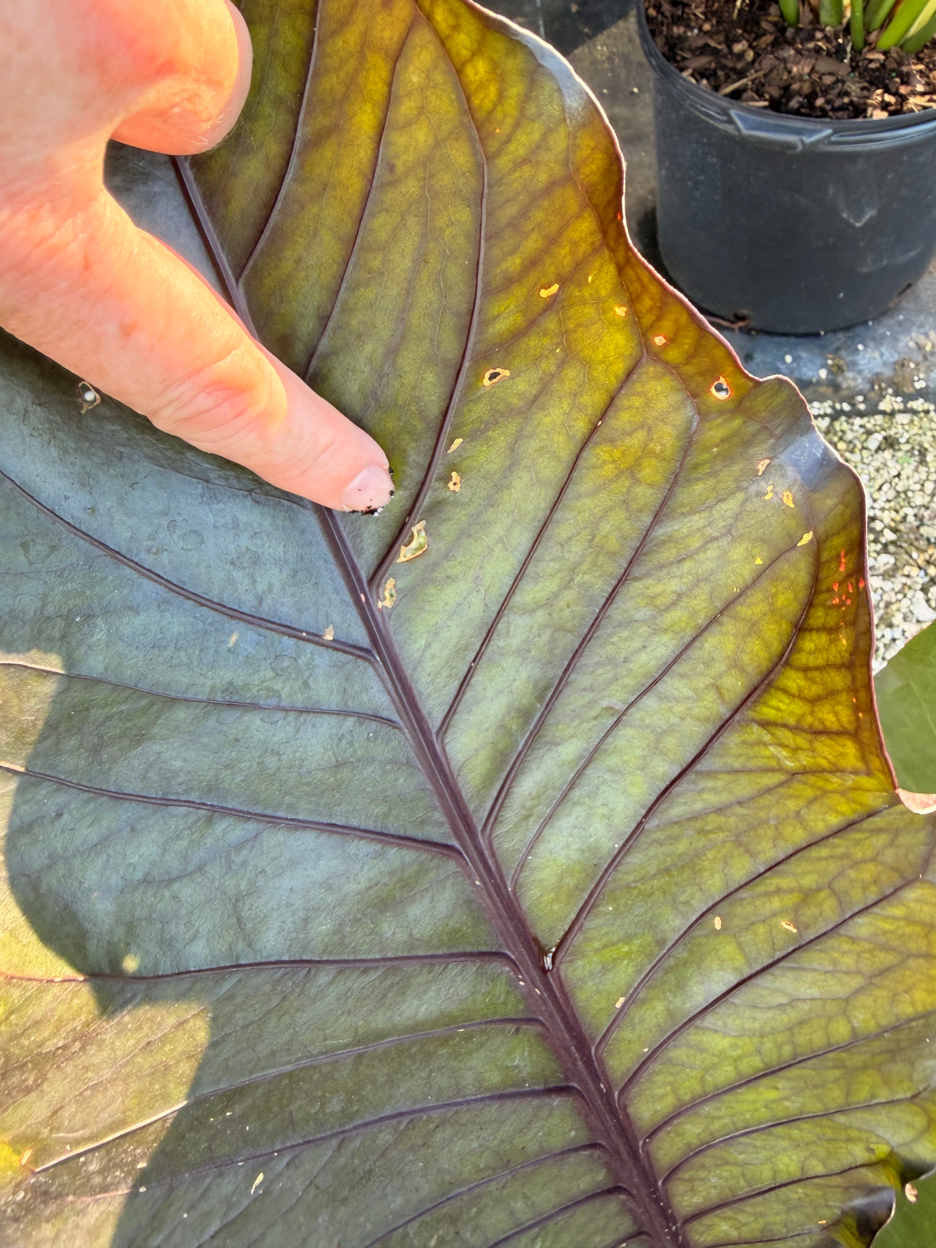 Anthurium Black Dragon, 10” pot. Large. May havesome holes in leaves.
