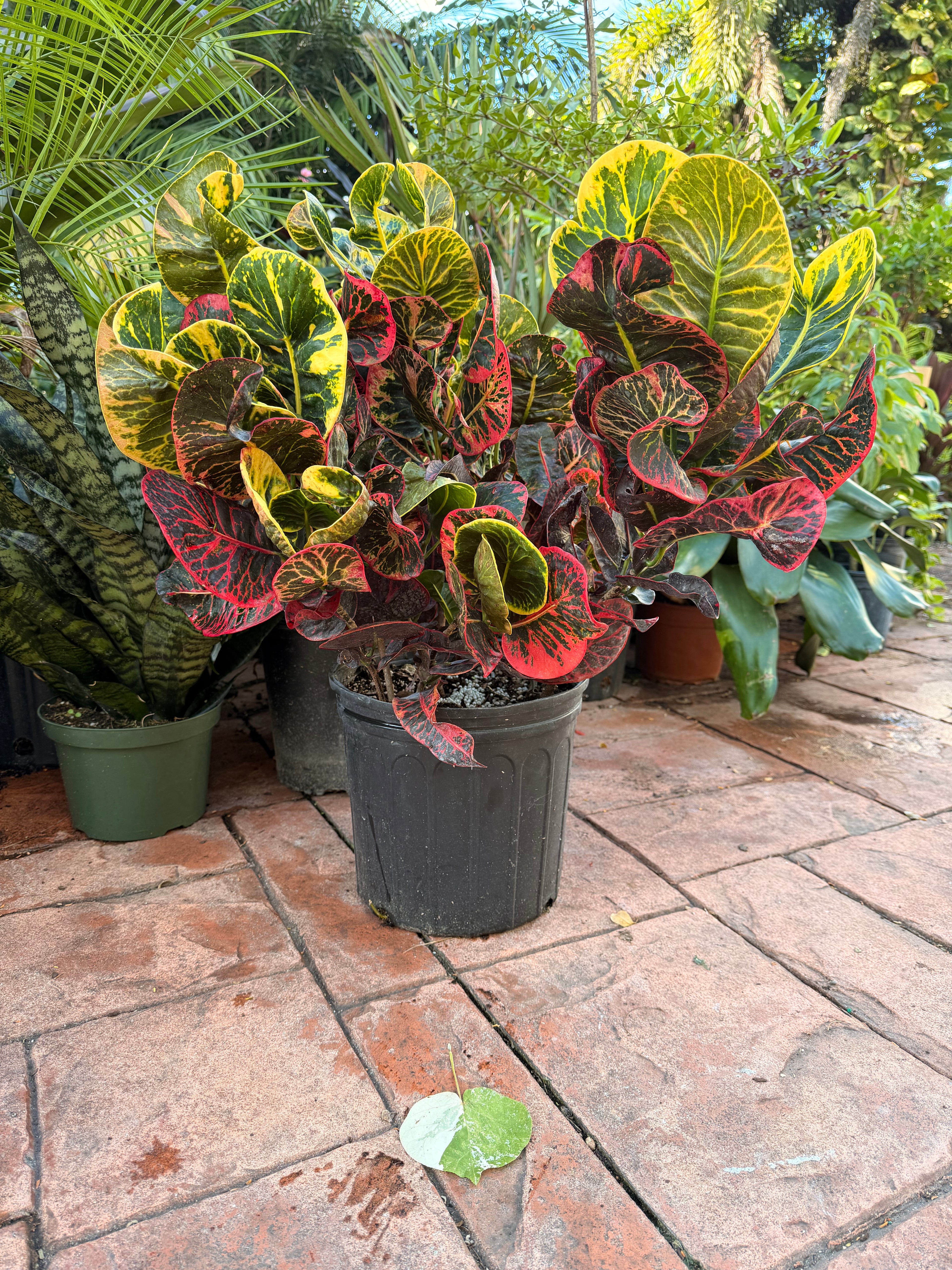 Round Leaf Croton, Thai hybrid, 10” pot - Full
