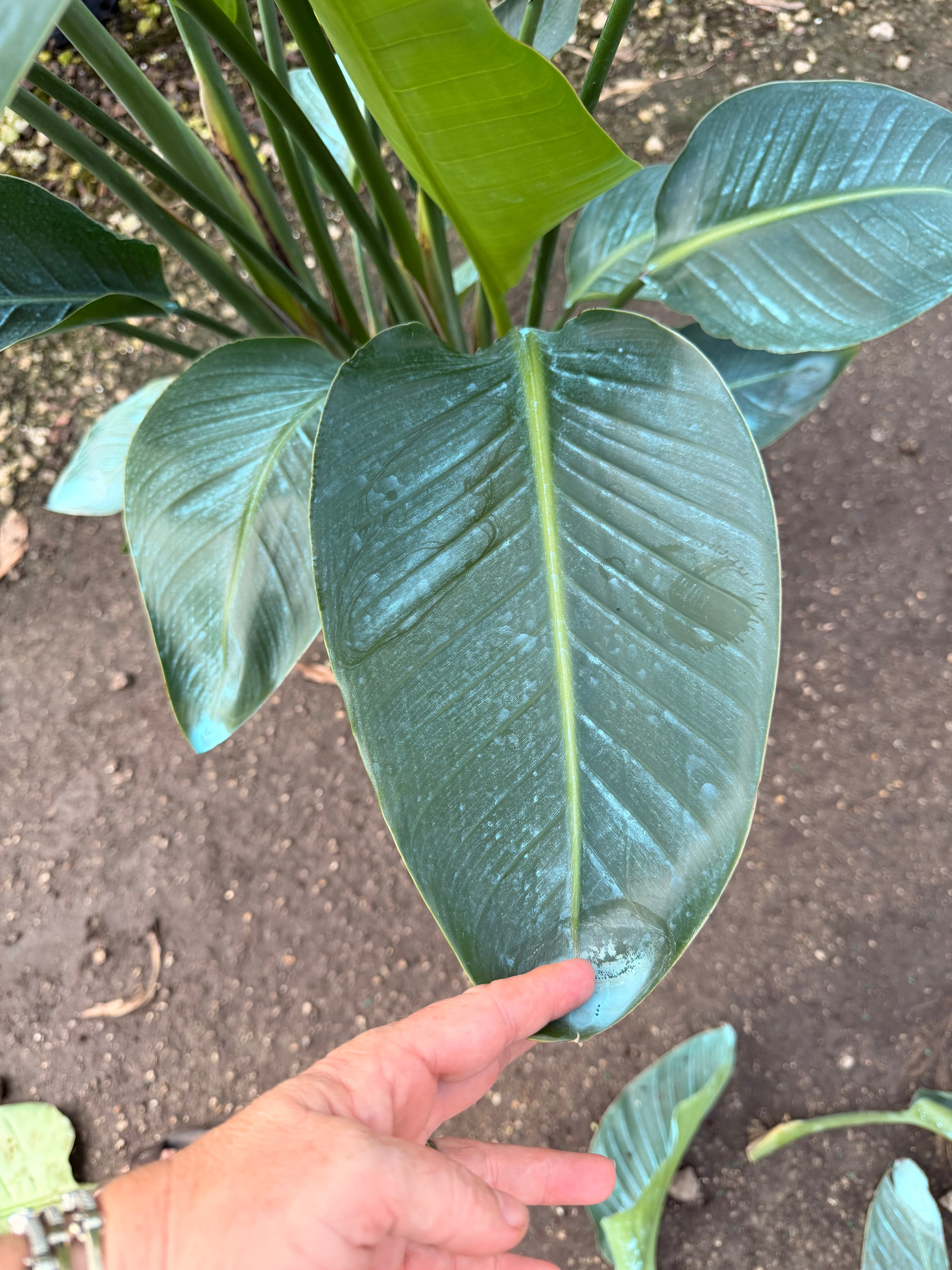 White Bird of Paradise, 60” box