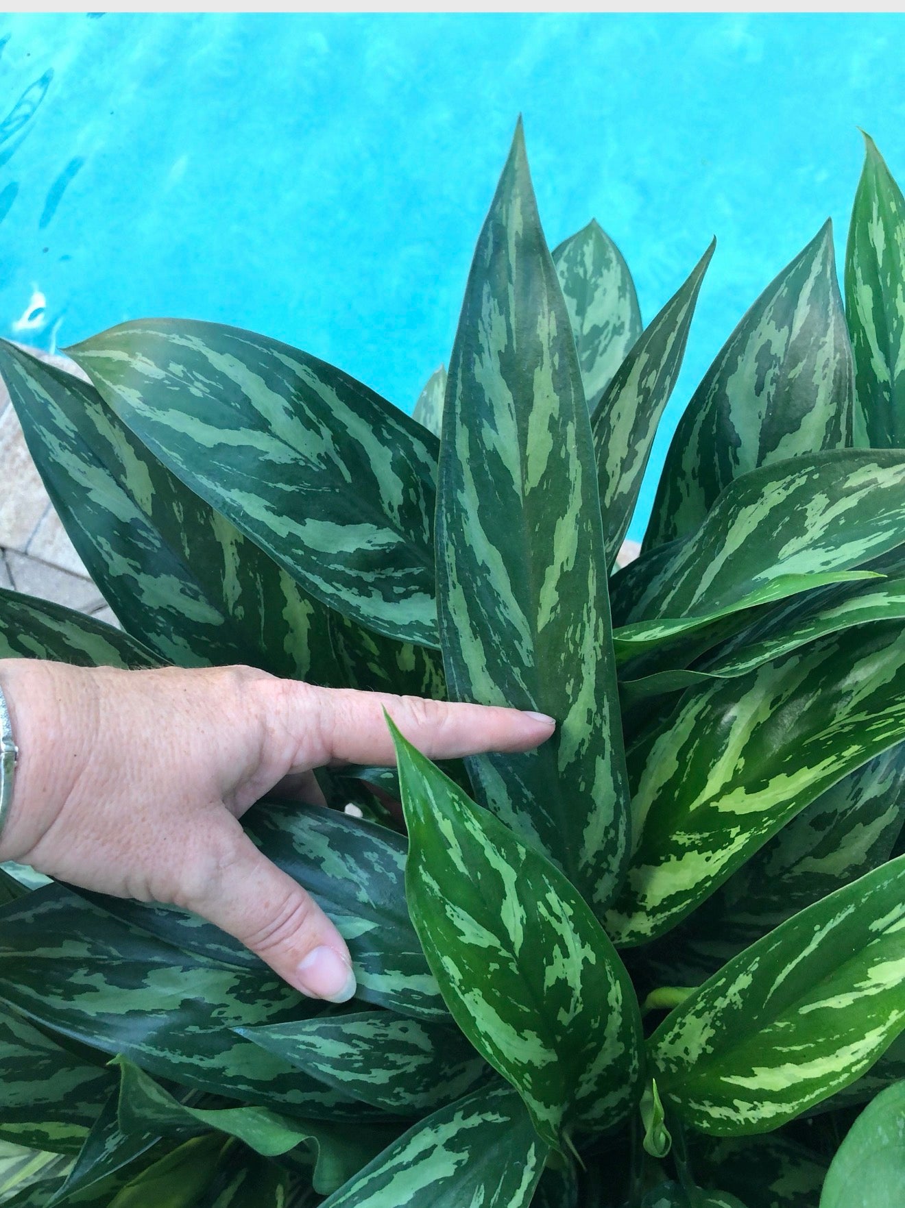 Aglaonema Juliette, 10” pot