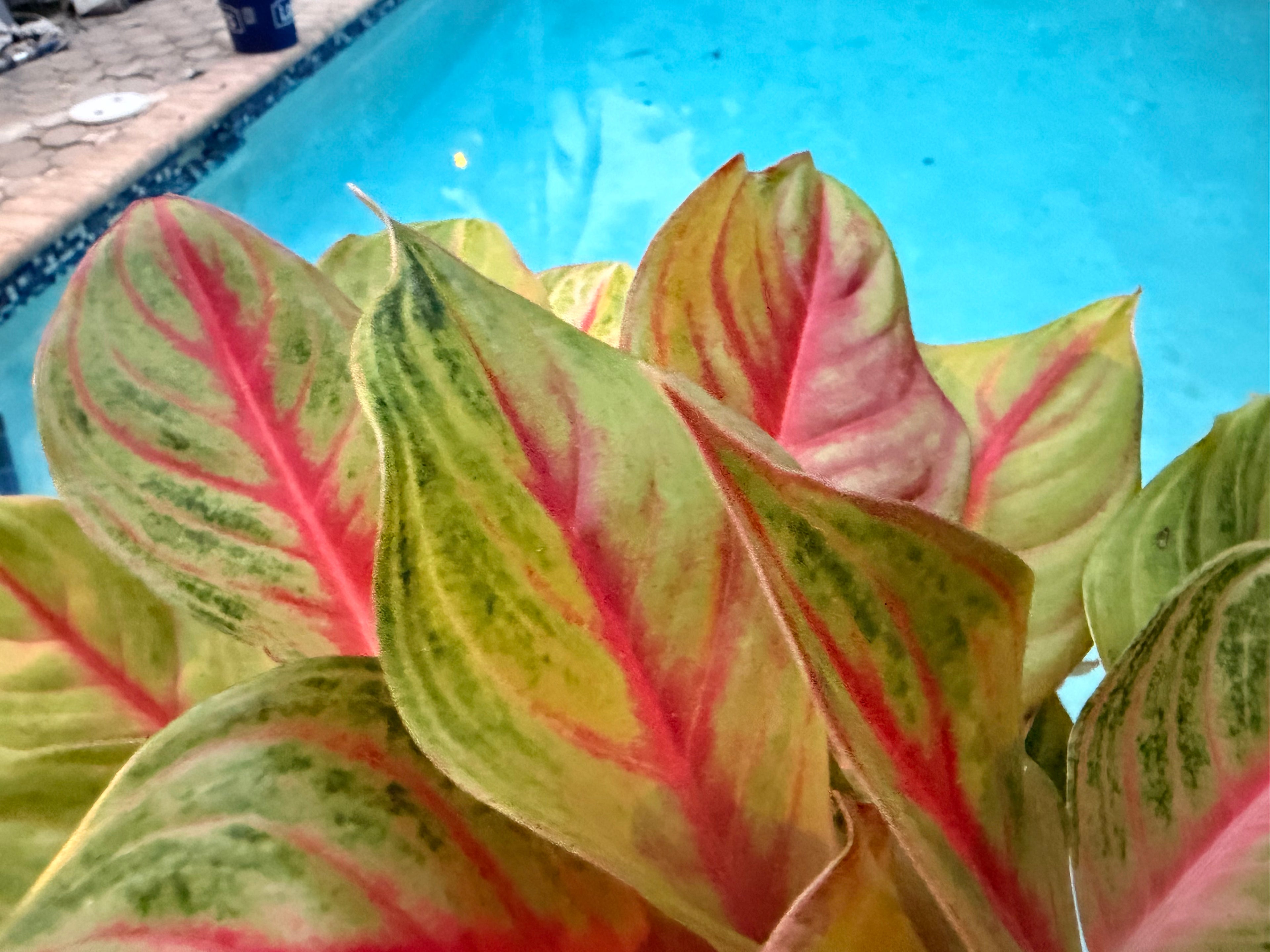 Aglaonema Golden Flourite, 8” pot