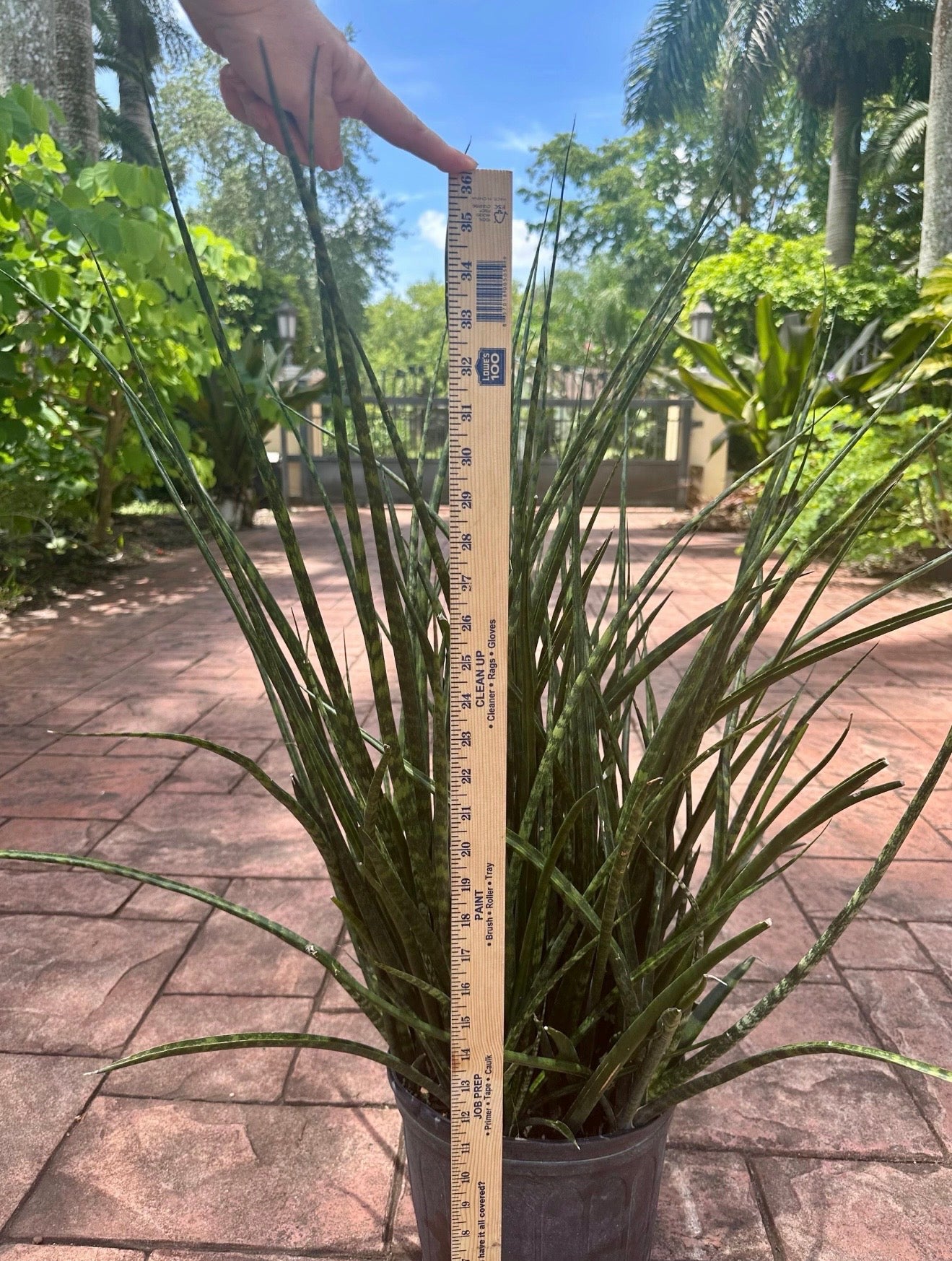 Sansevieria Fernwood, 10” pot Full pot