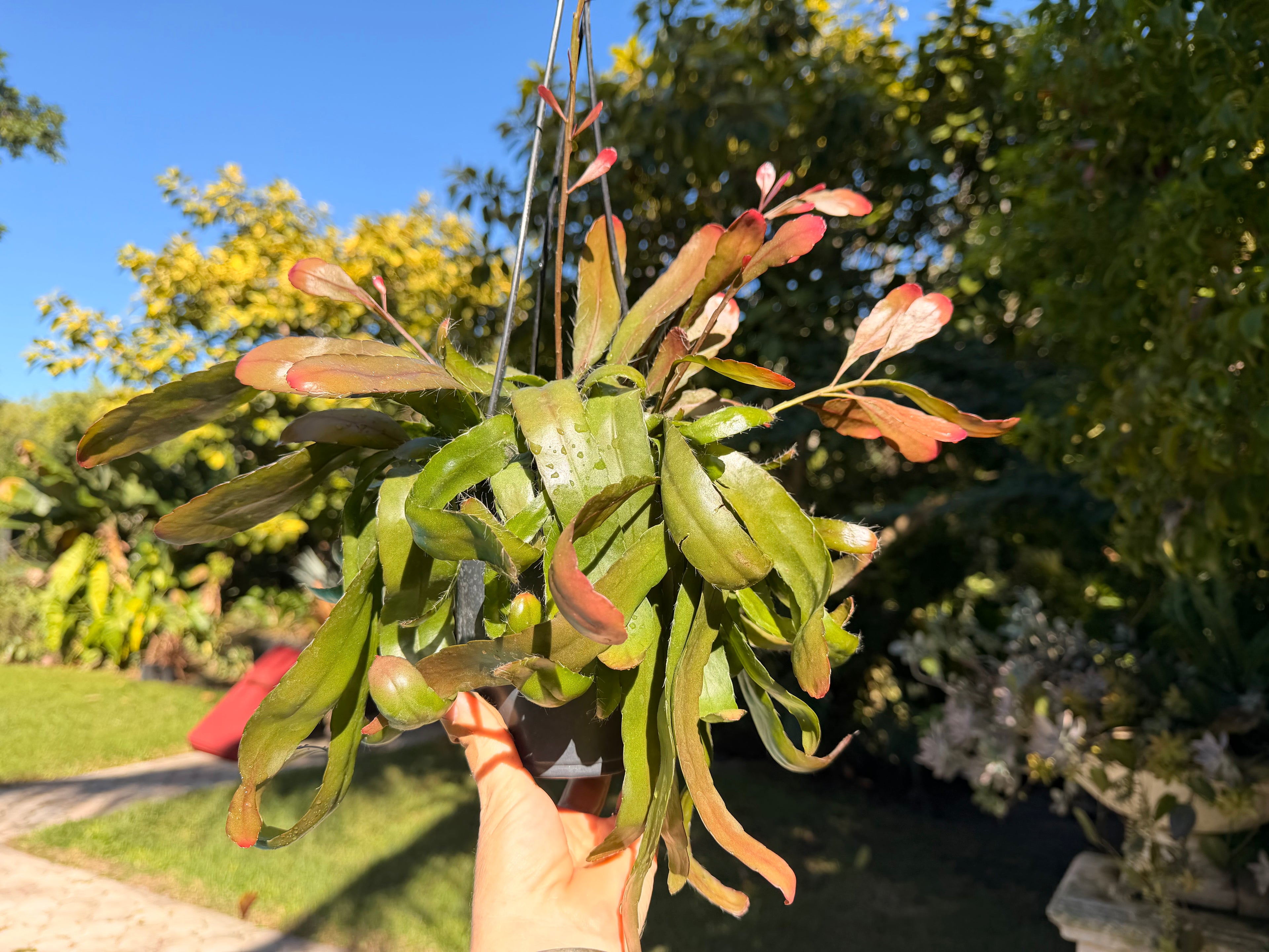 Rhipsalis Ramulosa, 5” pot