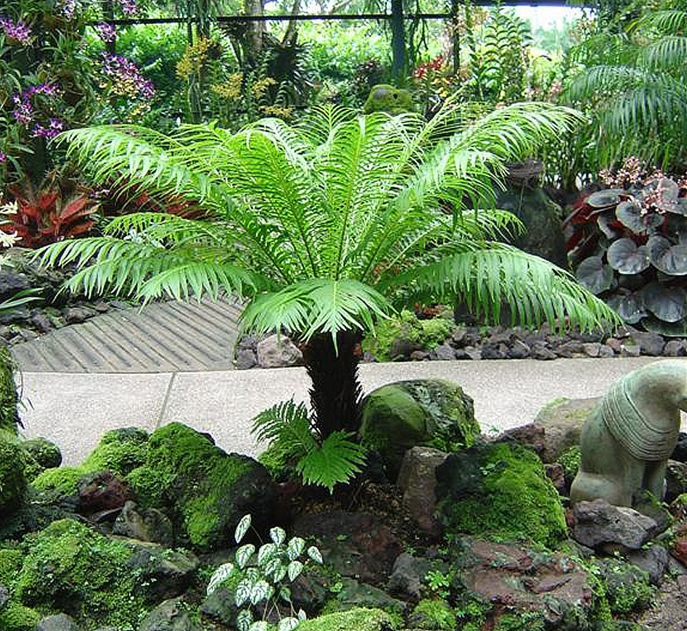 Silver Lady fern, 10” pot