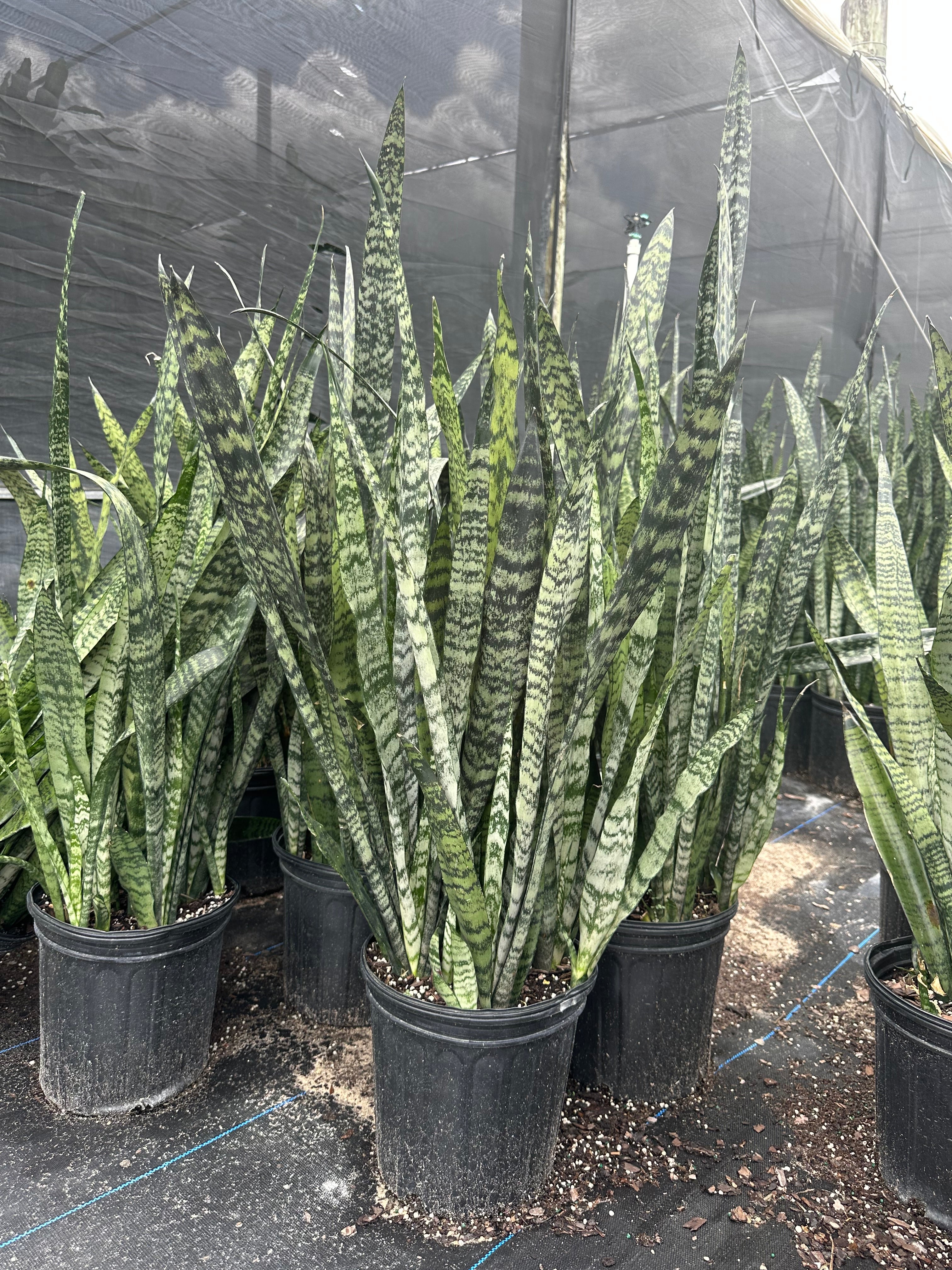 Sansevieria Zeylanica, 10” pot