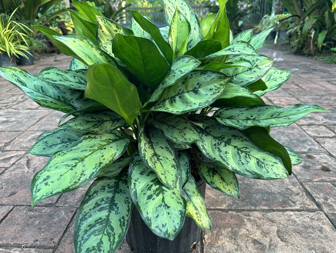 aglaonema primo Aglaonema 'Primo' (10")