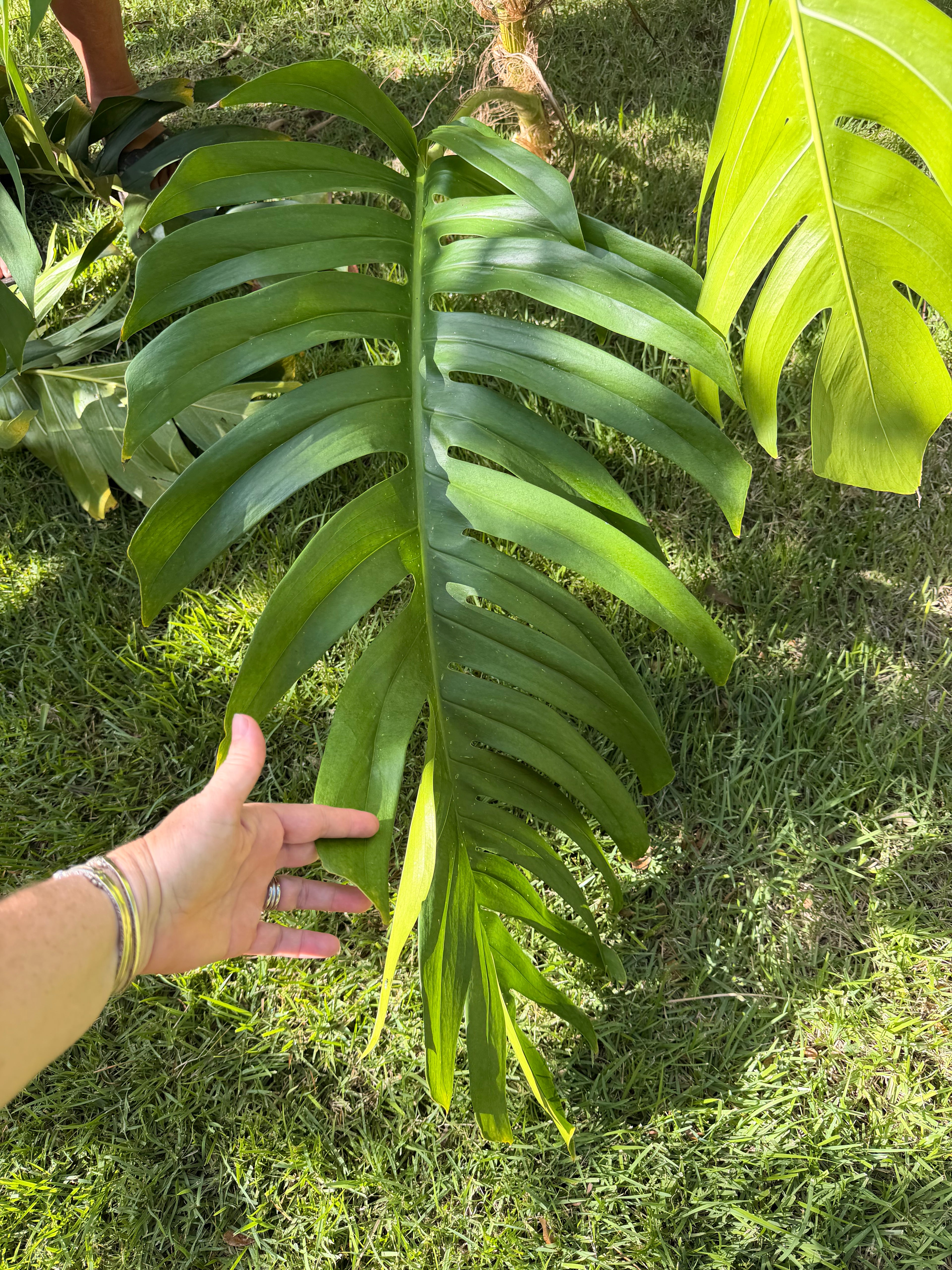 Cebu Blue wet stick, 3 nodes. Leaves will be removed for shipping
