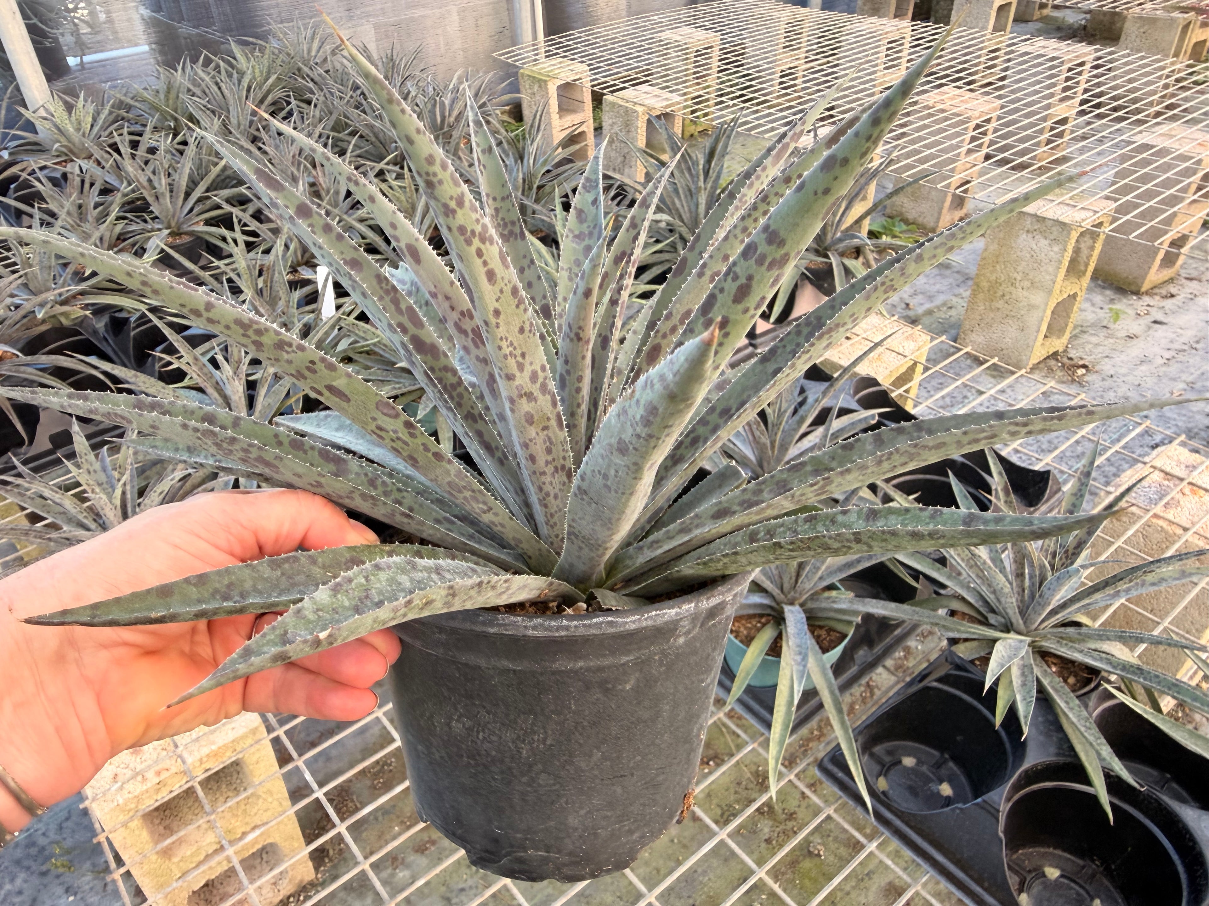 Mangave Pineapple Express, 6” pot