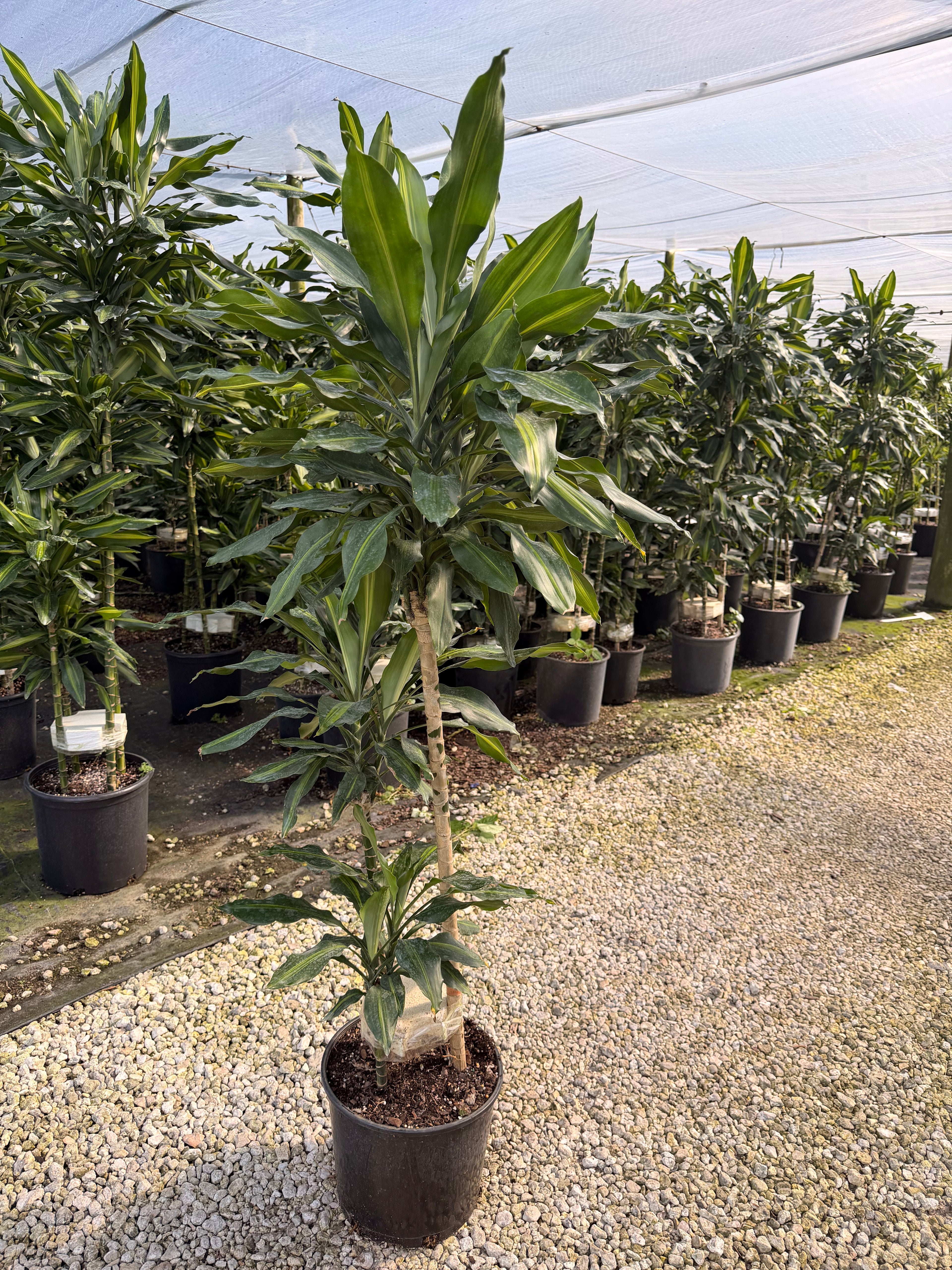 Dracaena Cintho cane, 10” pot