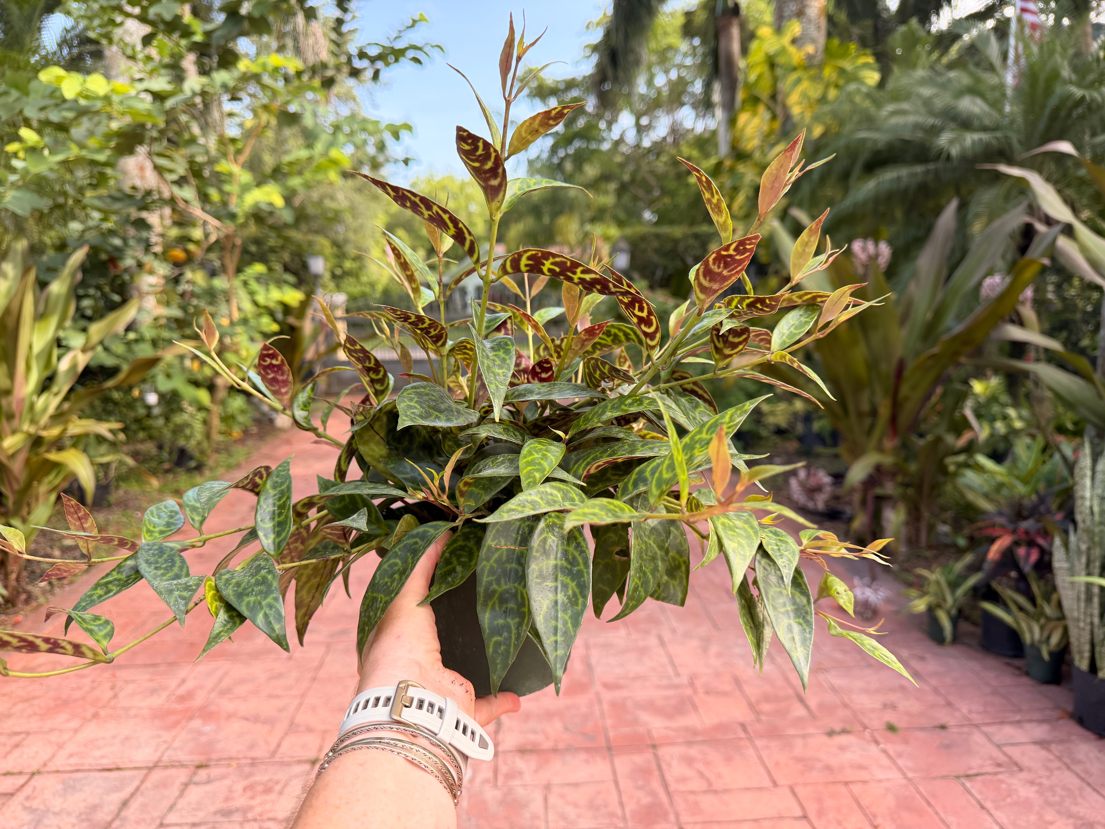 Aeschynanthus Black Pagoda, Lipstick plant, 6” pot