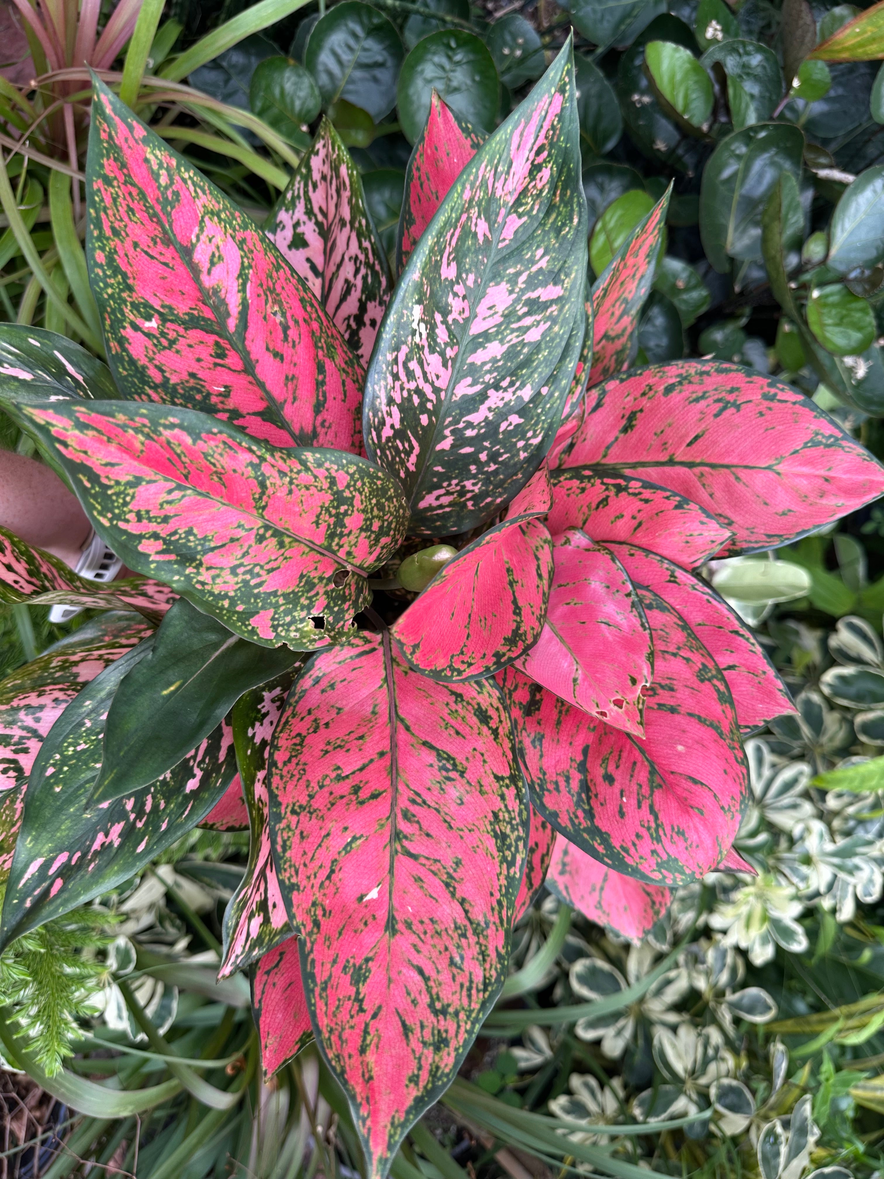Aglaonema Anayamanee, 6” pot