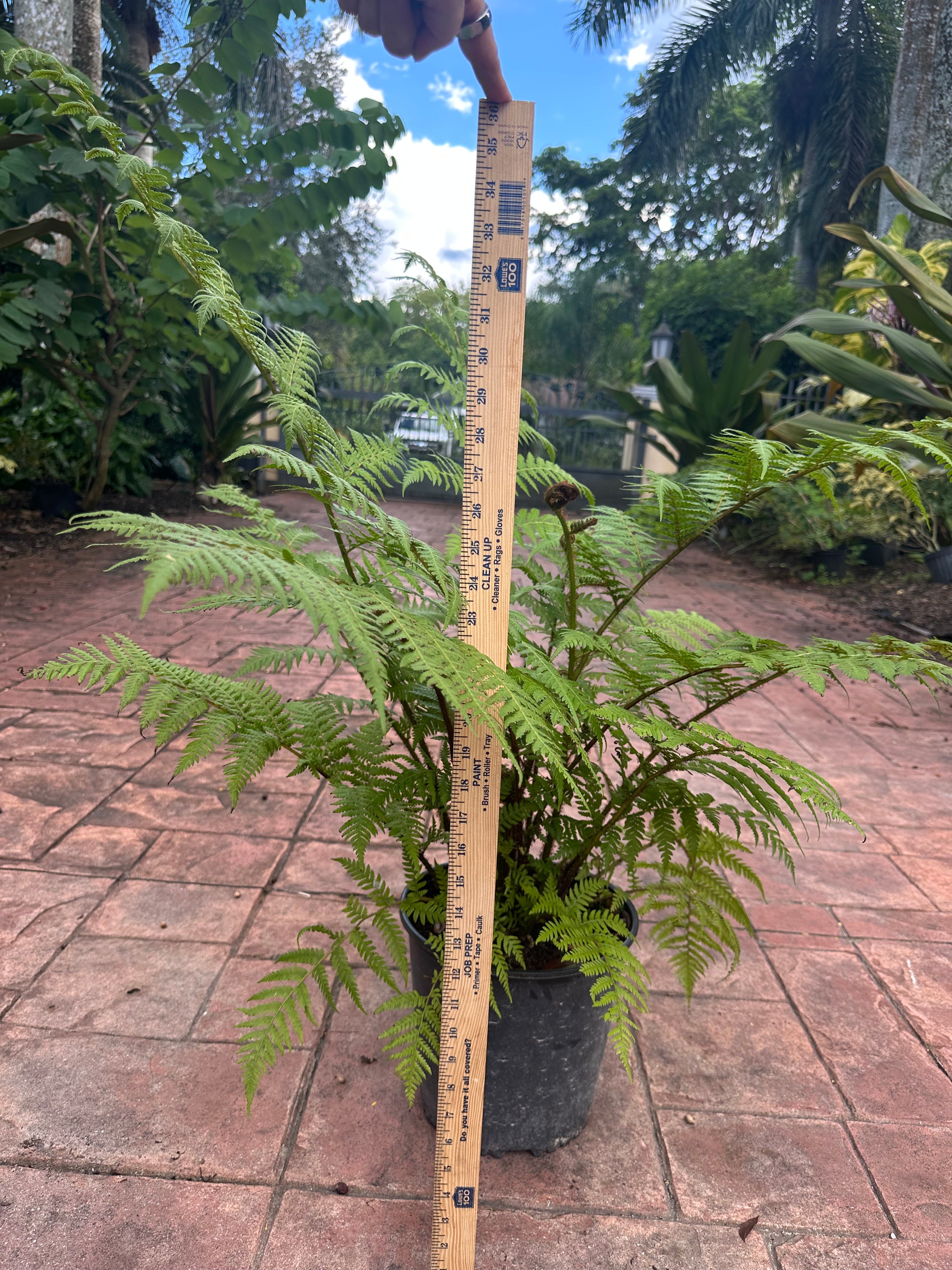 Australian Tree Fern, 10” pot