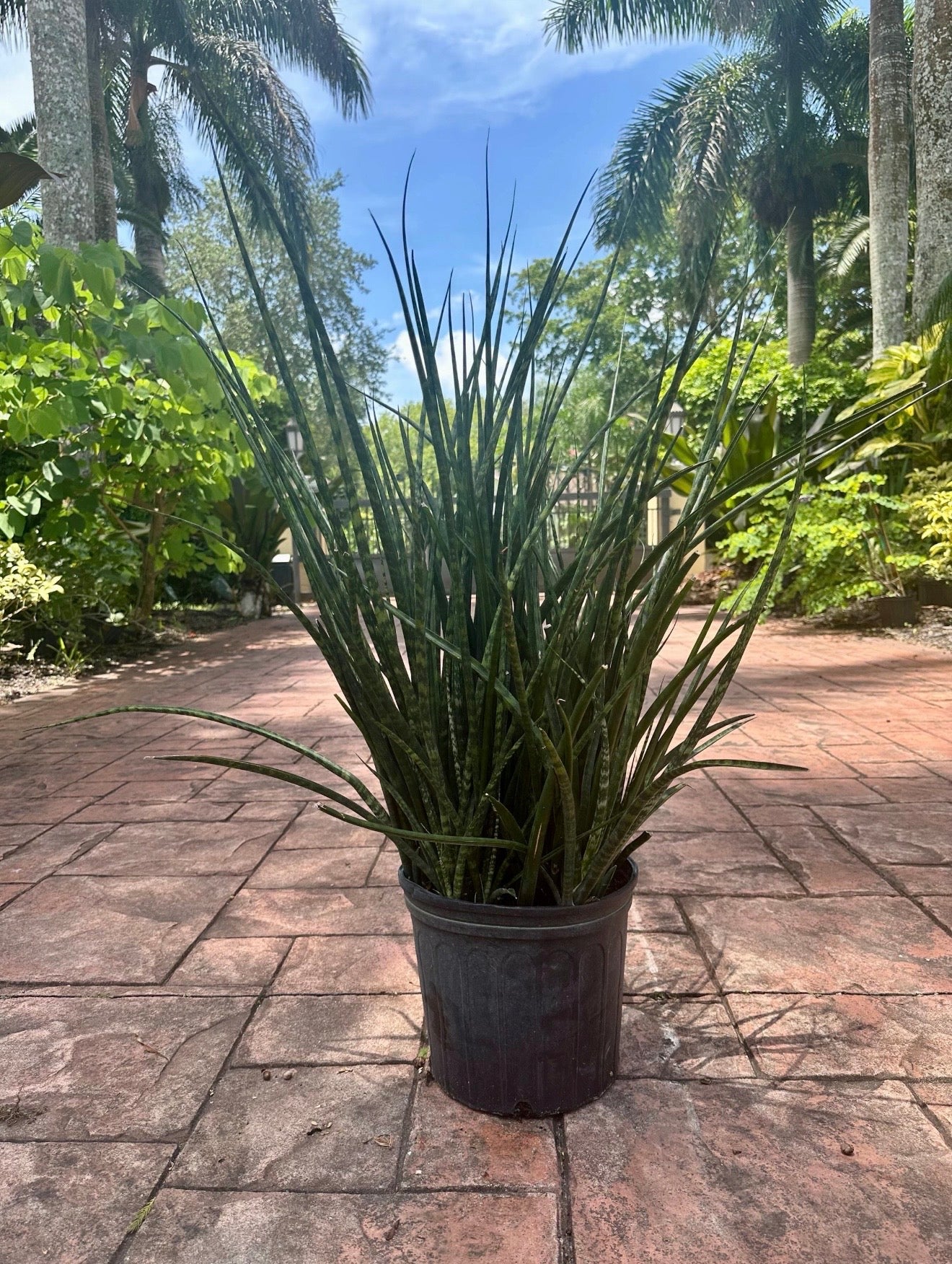 Sansevieria Fernwood, 10” pot Full pot