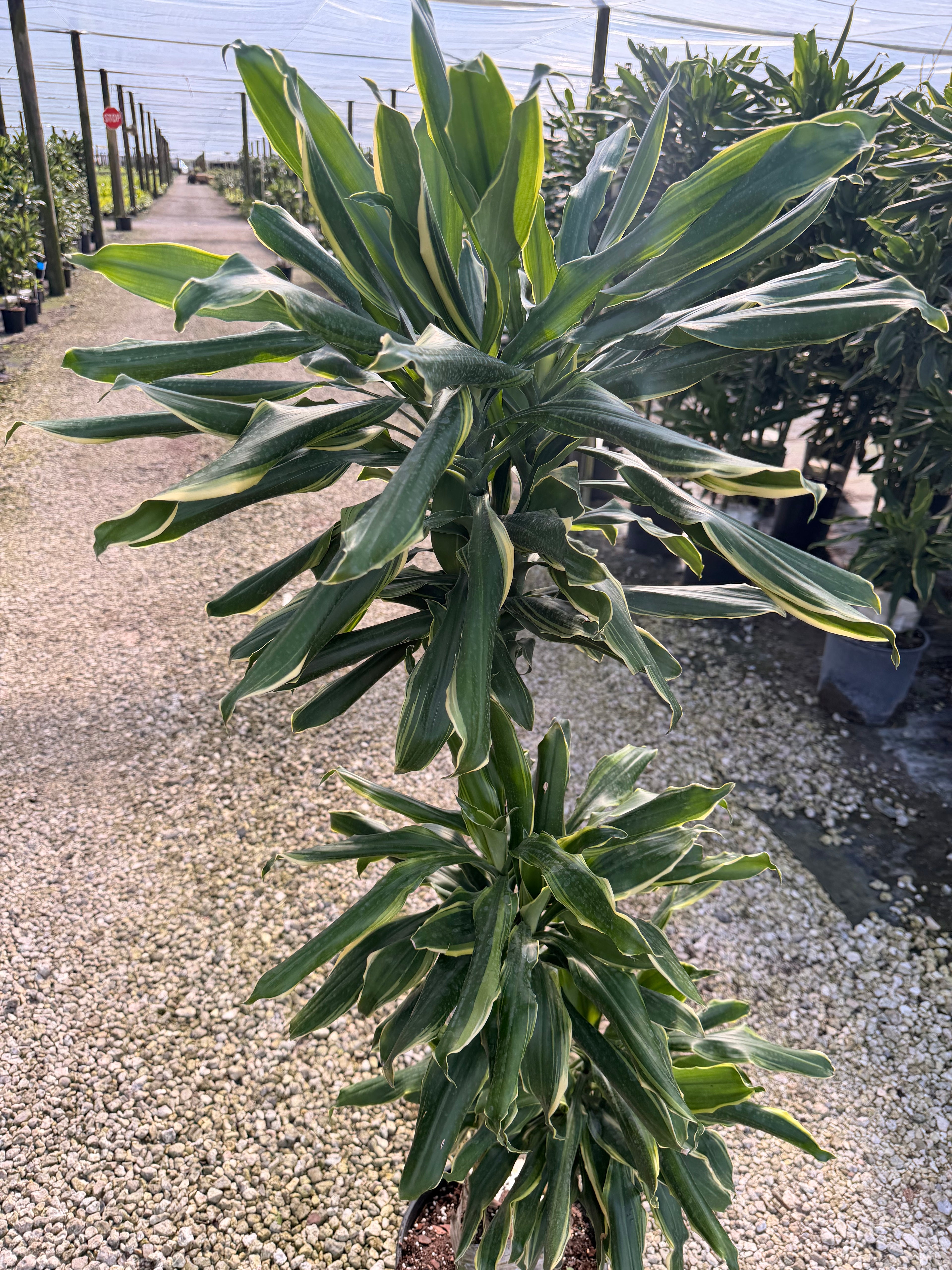 Dracaena Moonlight cane, 10” pot