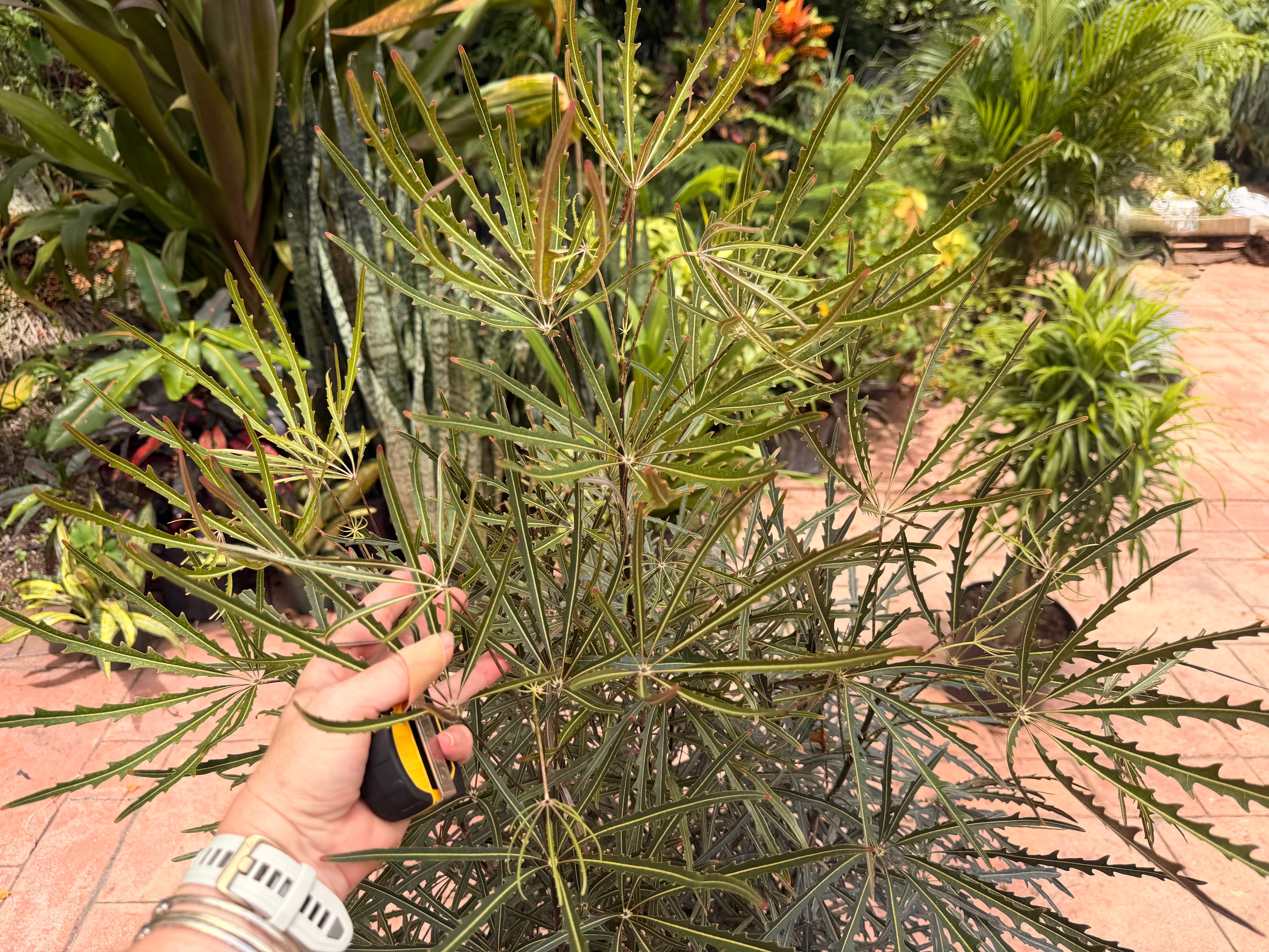 False aralia, 10” pot 60” box