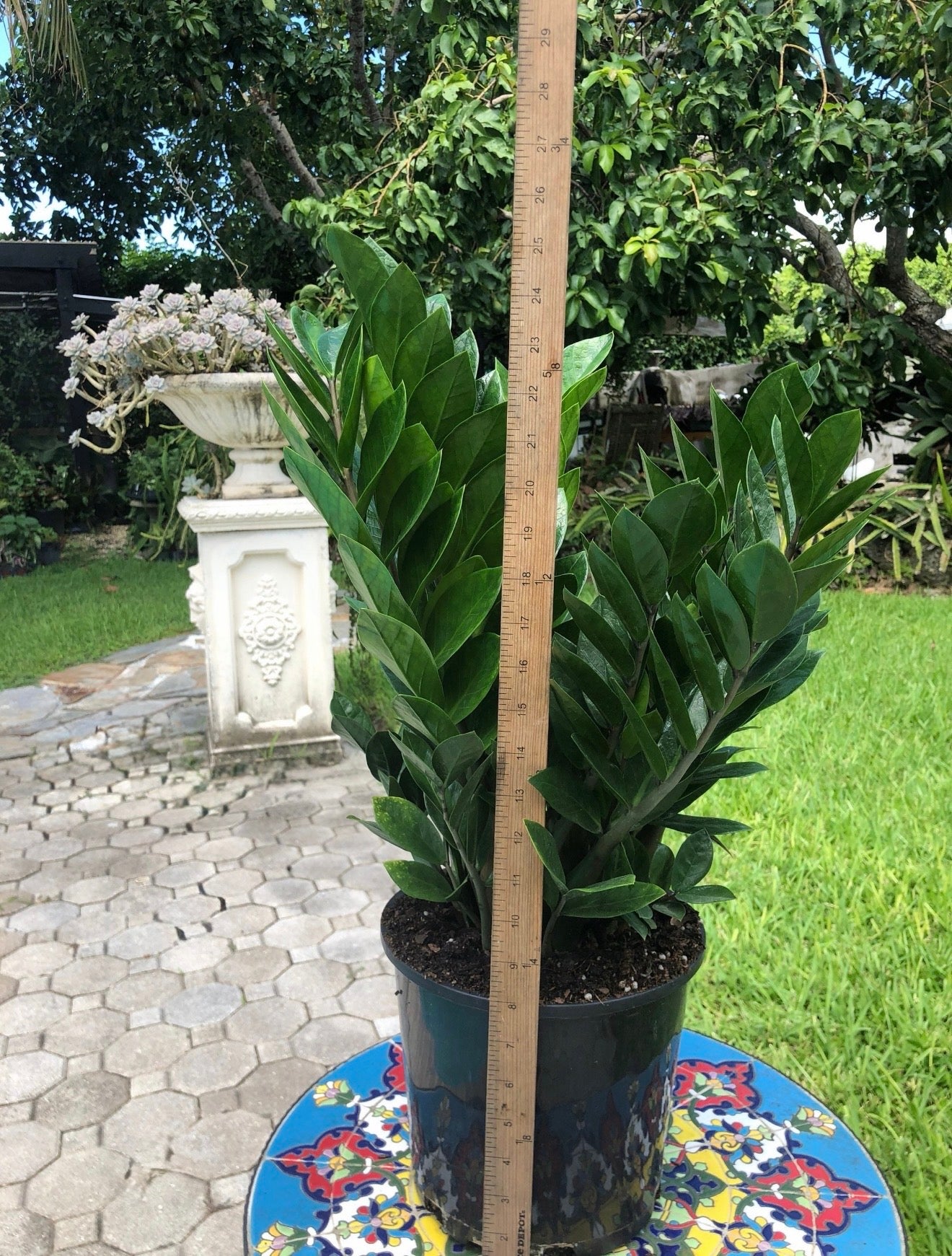 ZZ plant - Zamioculcas zamiifolia, 8” pot