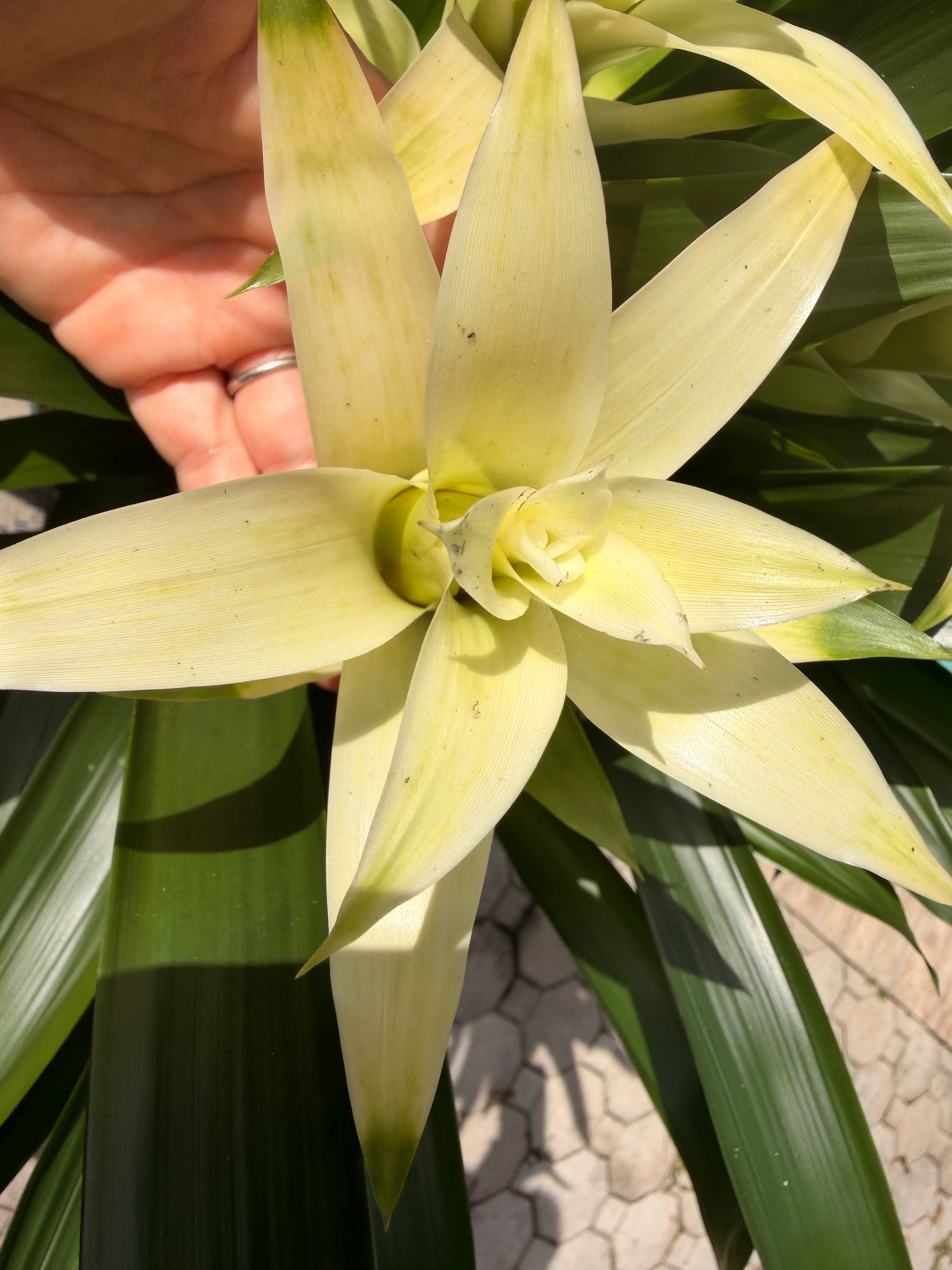 Guzmania planting, 8” pot. 3 white plants per pot