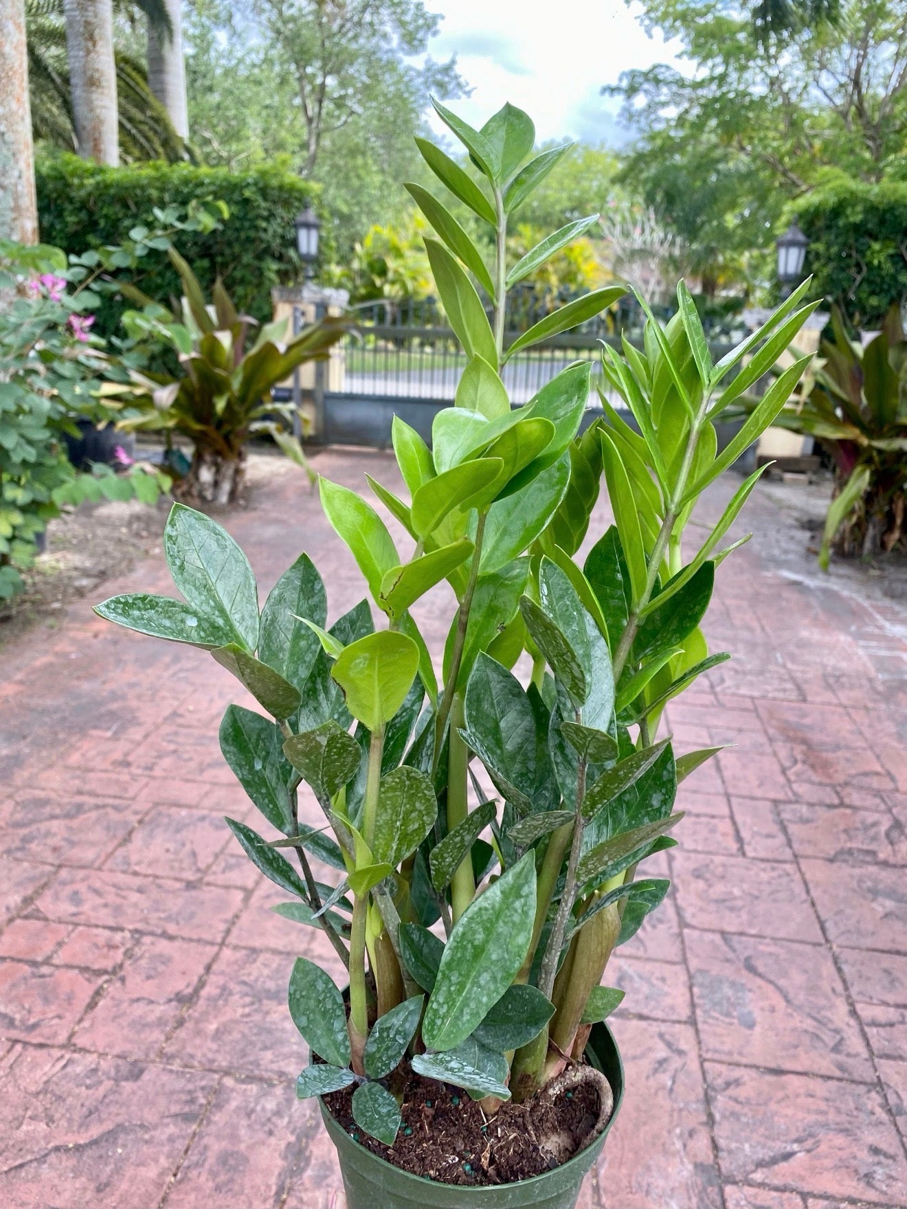 ZZ plant - Zamioculcas zamiifolia, 6” pot