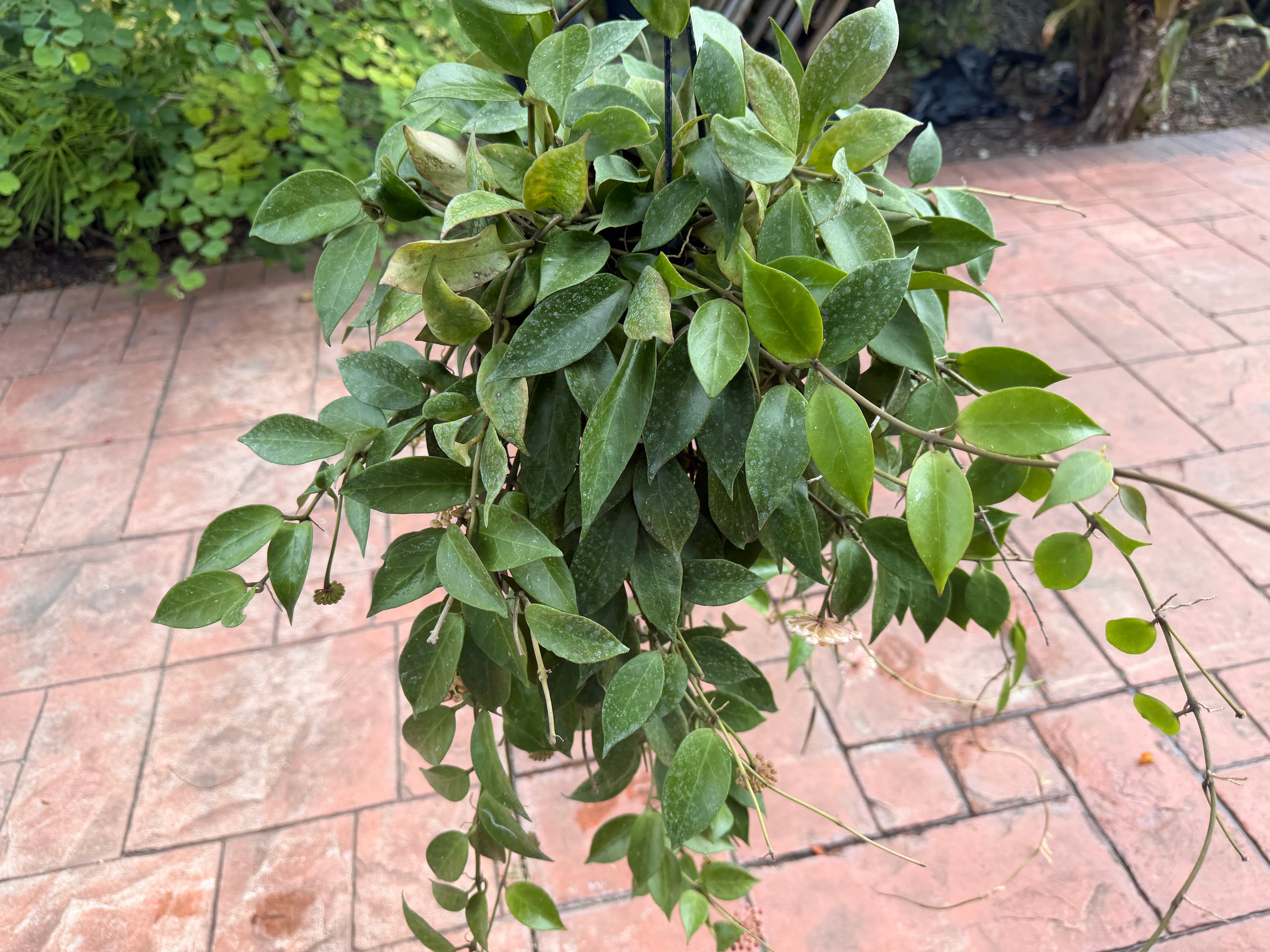Hoya Sunrise, 5” pot