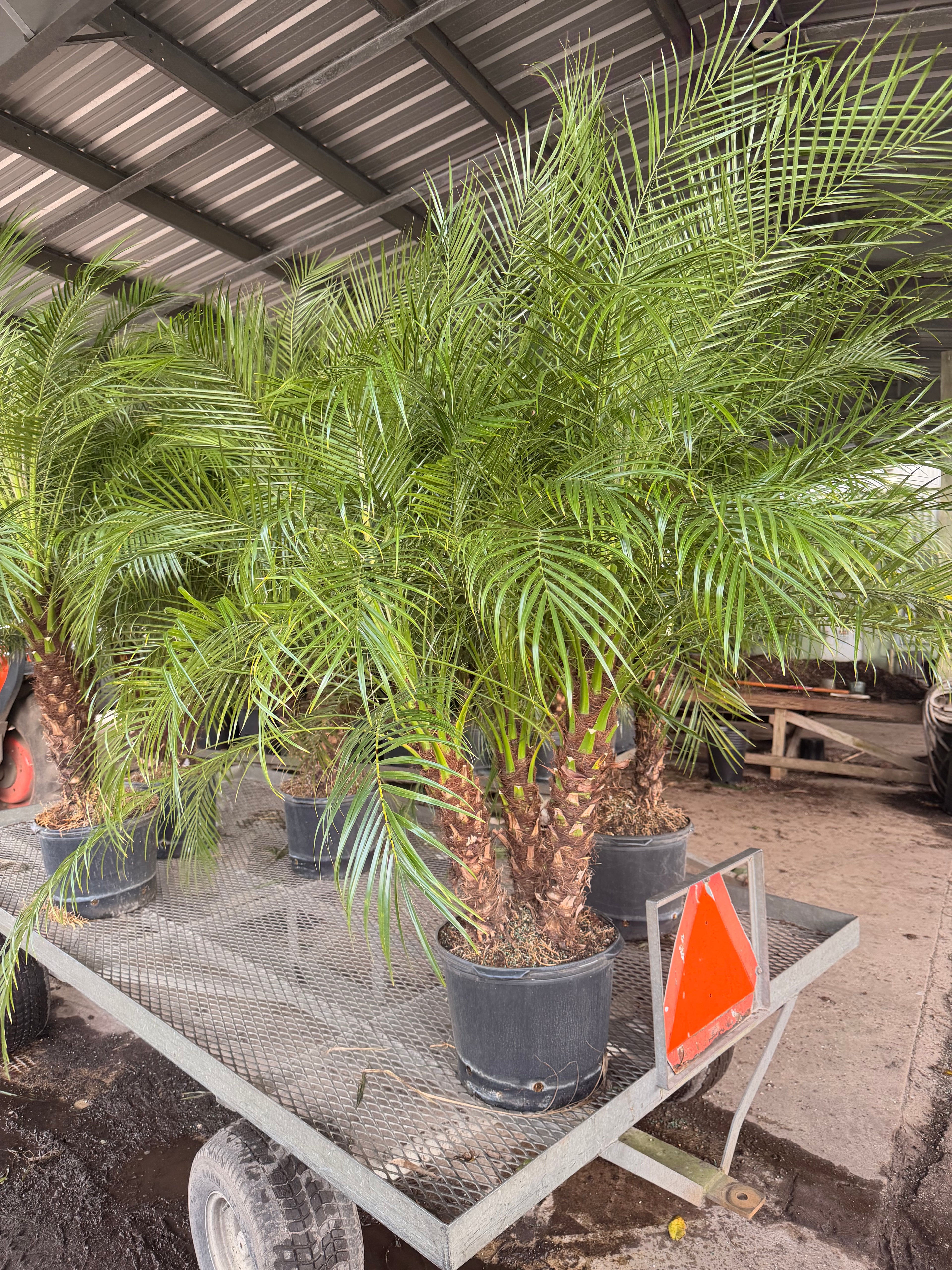 Roebelenii palm, Pygmy Date Palm, 14” pot