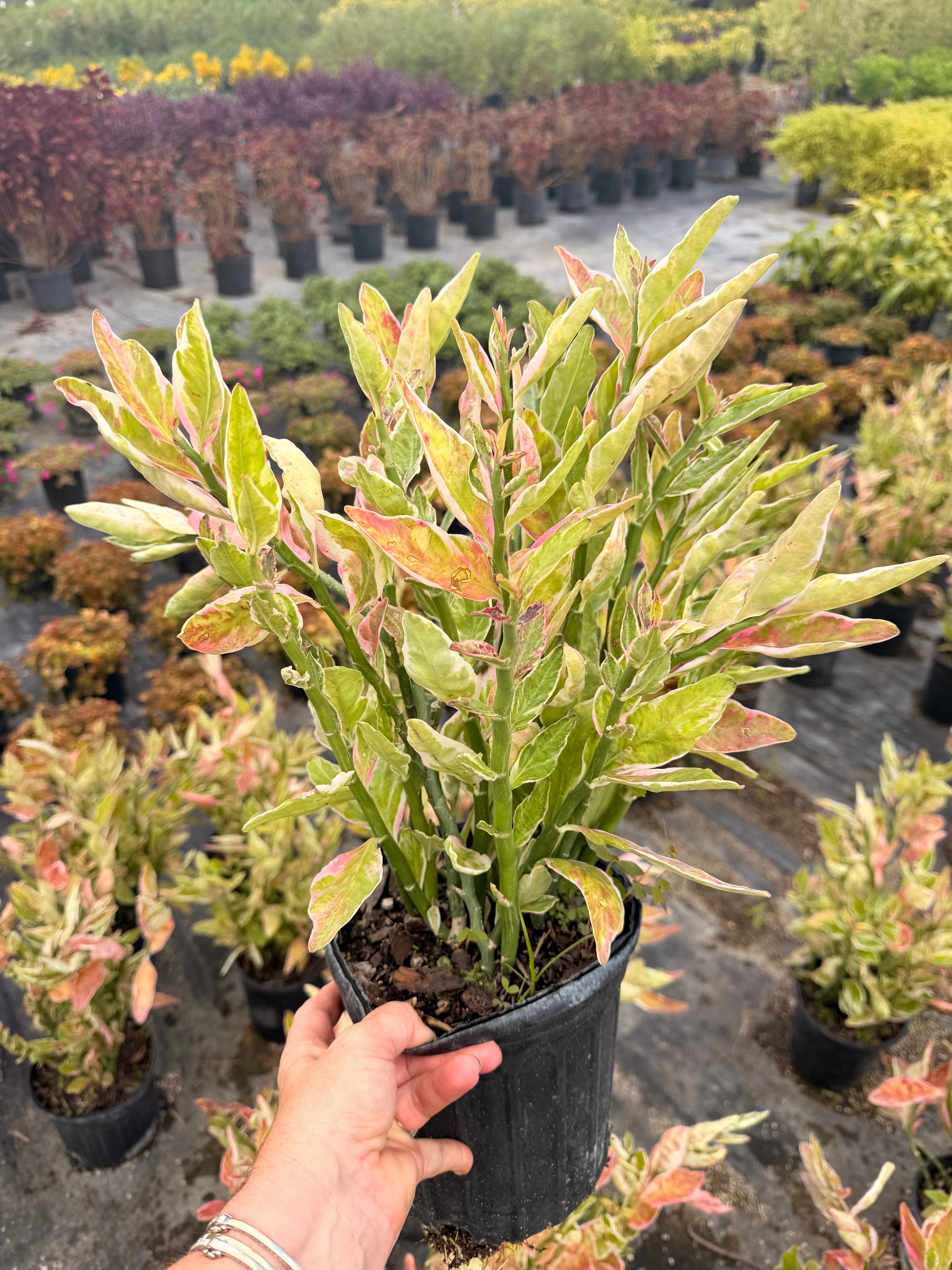 Devils Backbone plant, Zig Zag plant, 1 g/deep 6” pot